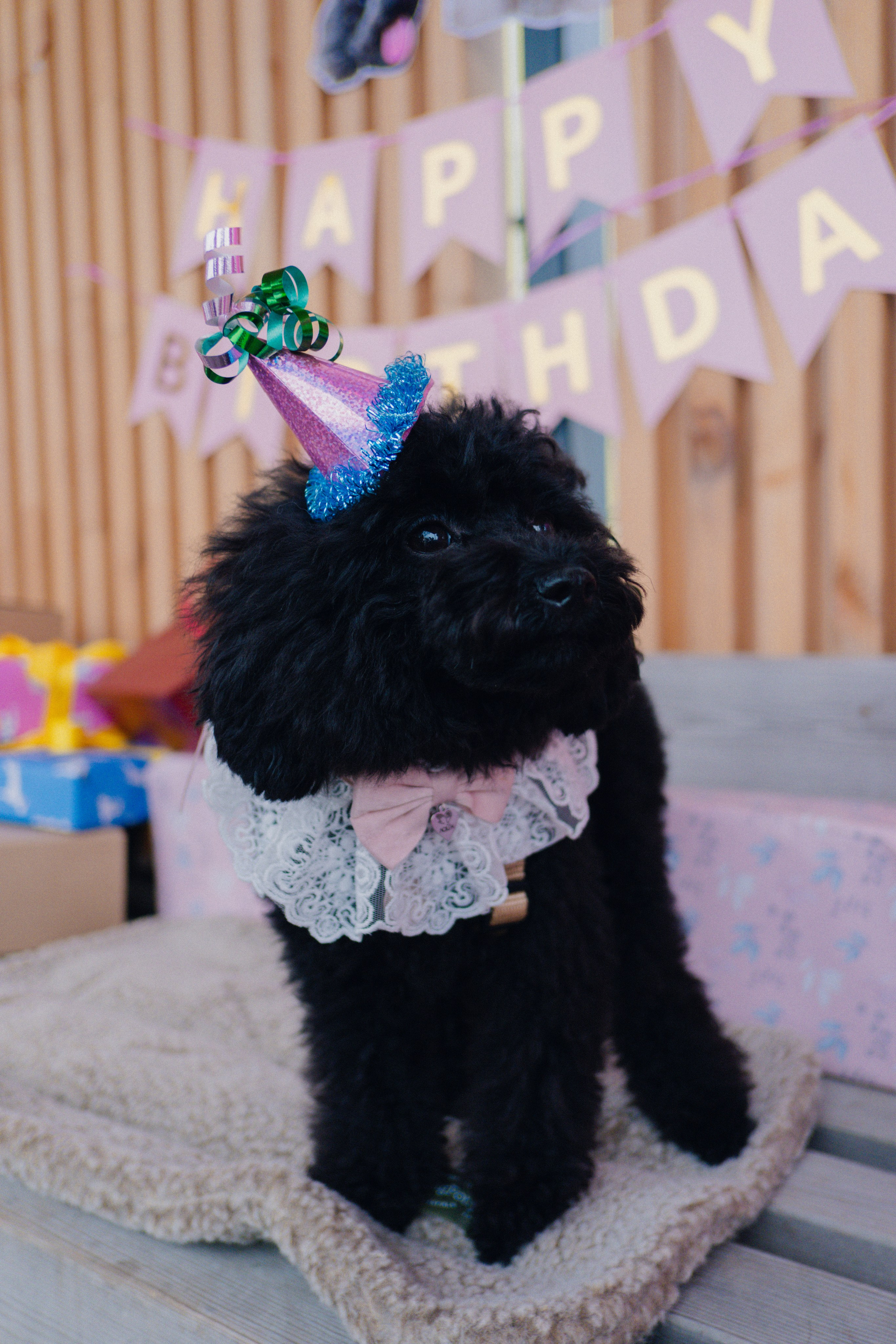 Pets. Фотограф в Москве Daria Lens