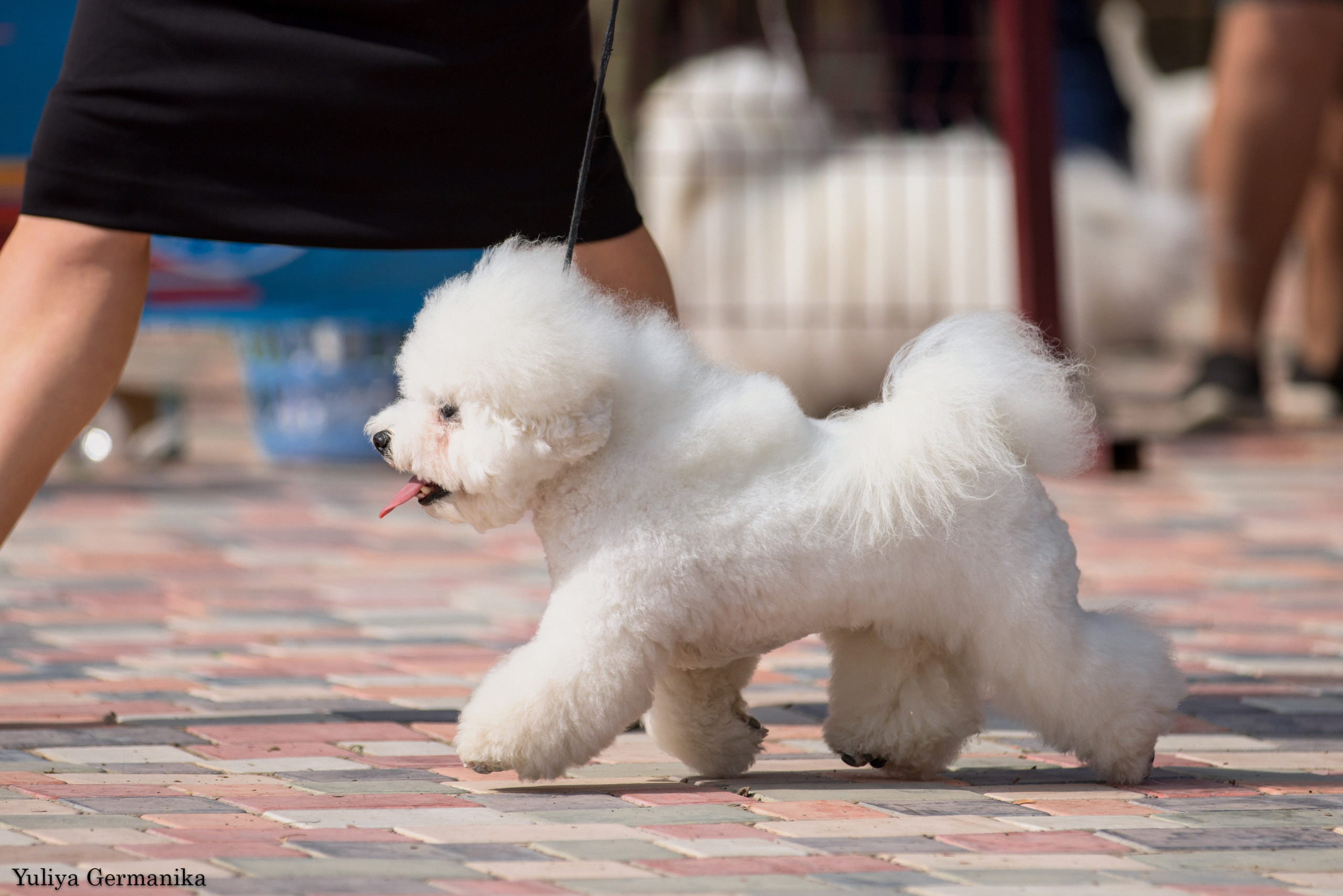 Ташкент 6-8.10.2023 + Алматы 14-15.10.2023. Фотограф-анималист Юлия Германика