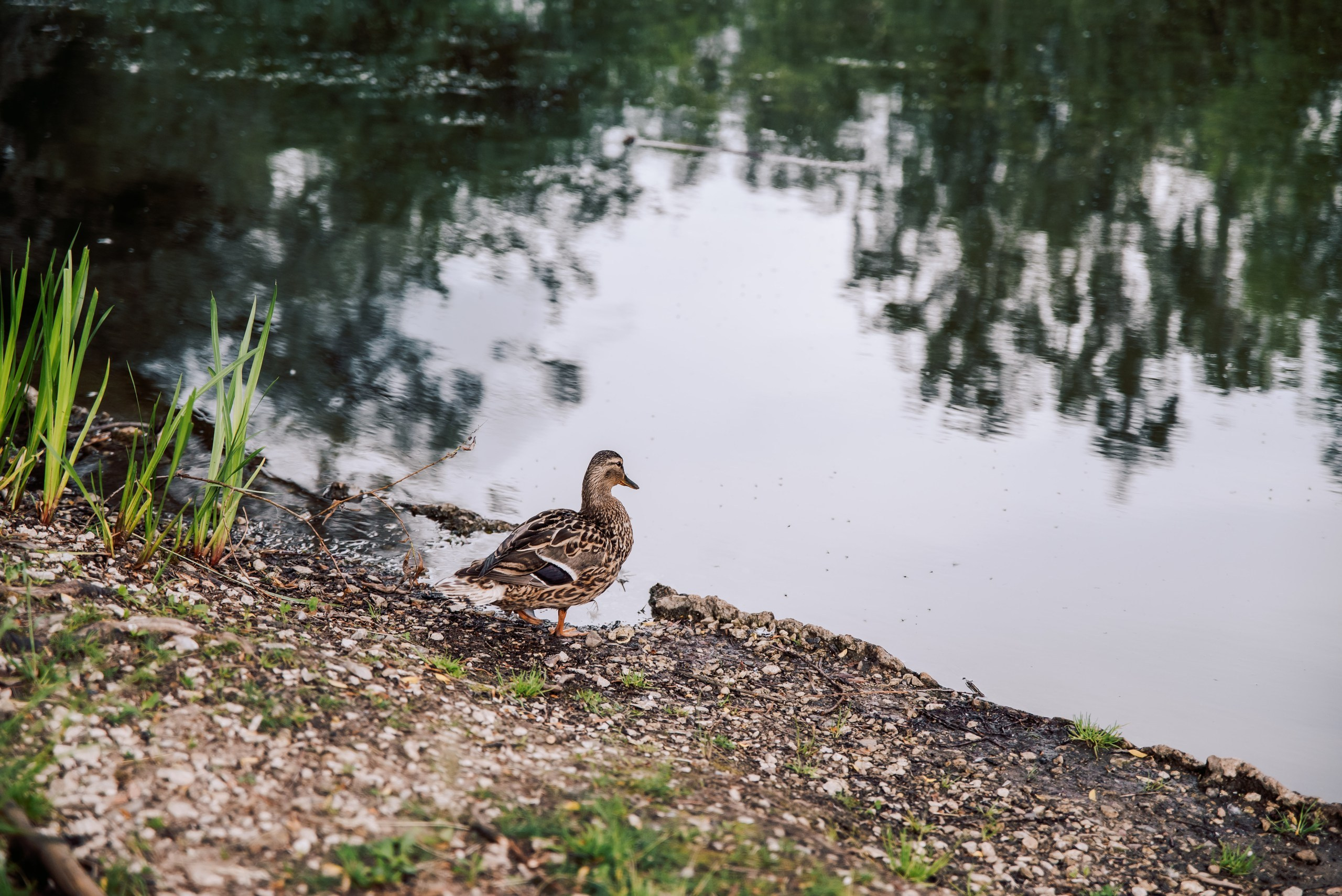 Love Story — Александра и Антон. Фотограф в Москве и Московской области (Ю-В) Олеся Макарова