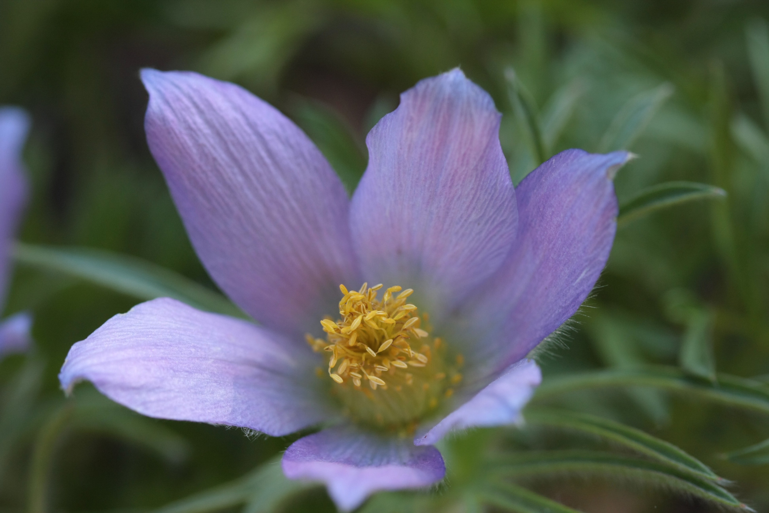 Фото Природы Забайкалья. Студия Максима Белослюдцева