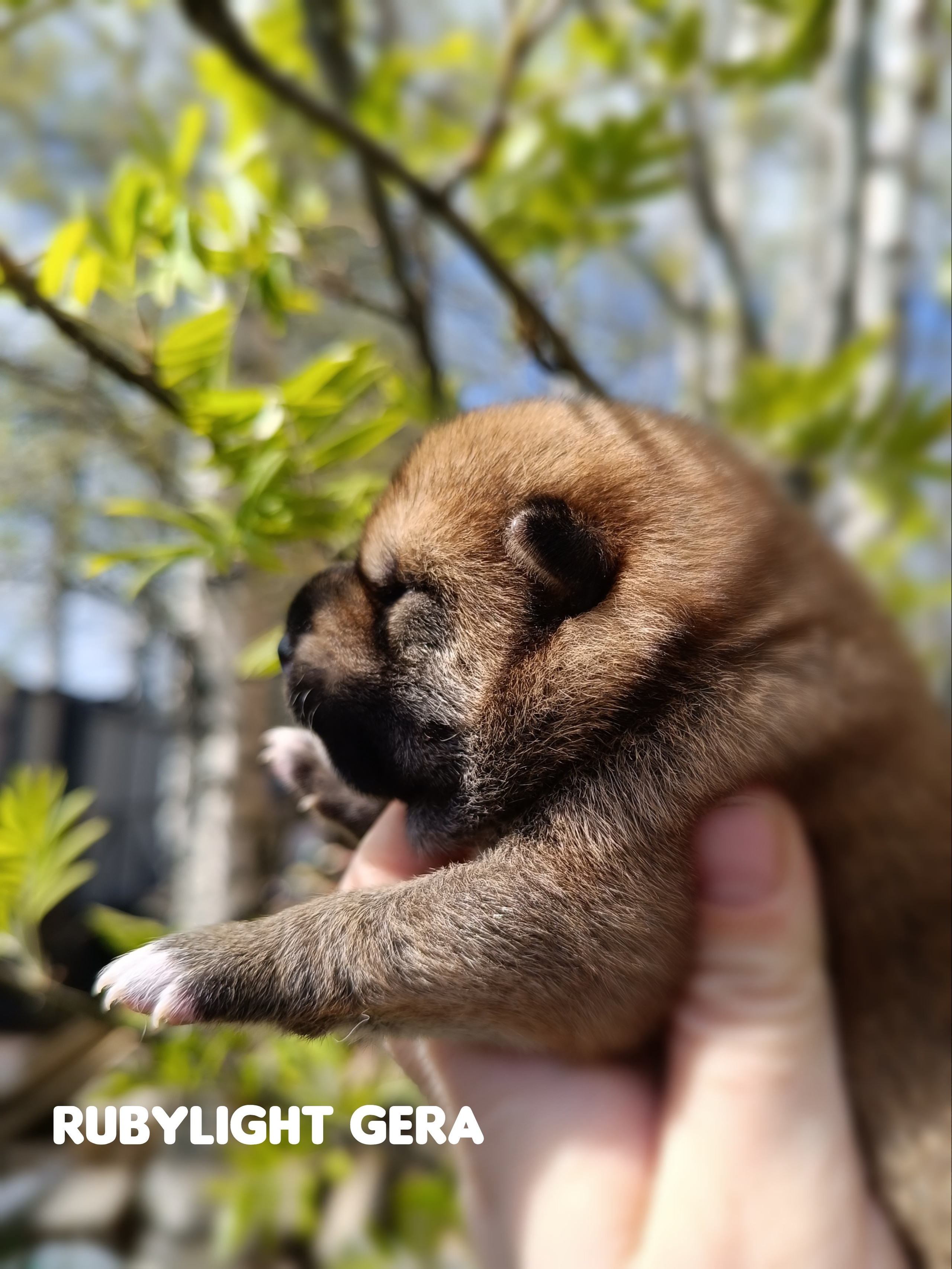 сиба питомник Рубилайт щенки на продажу rubylight  сиба щенки купить СПб Санкт-Петербург