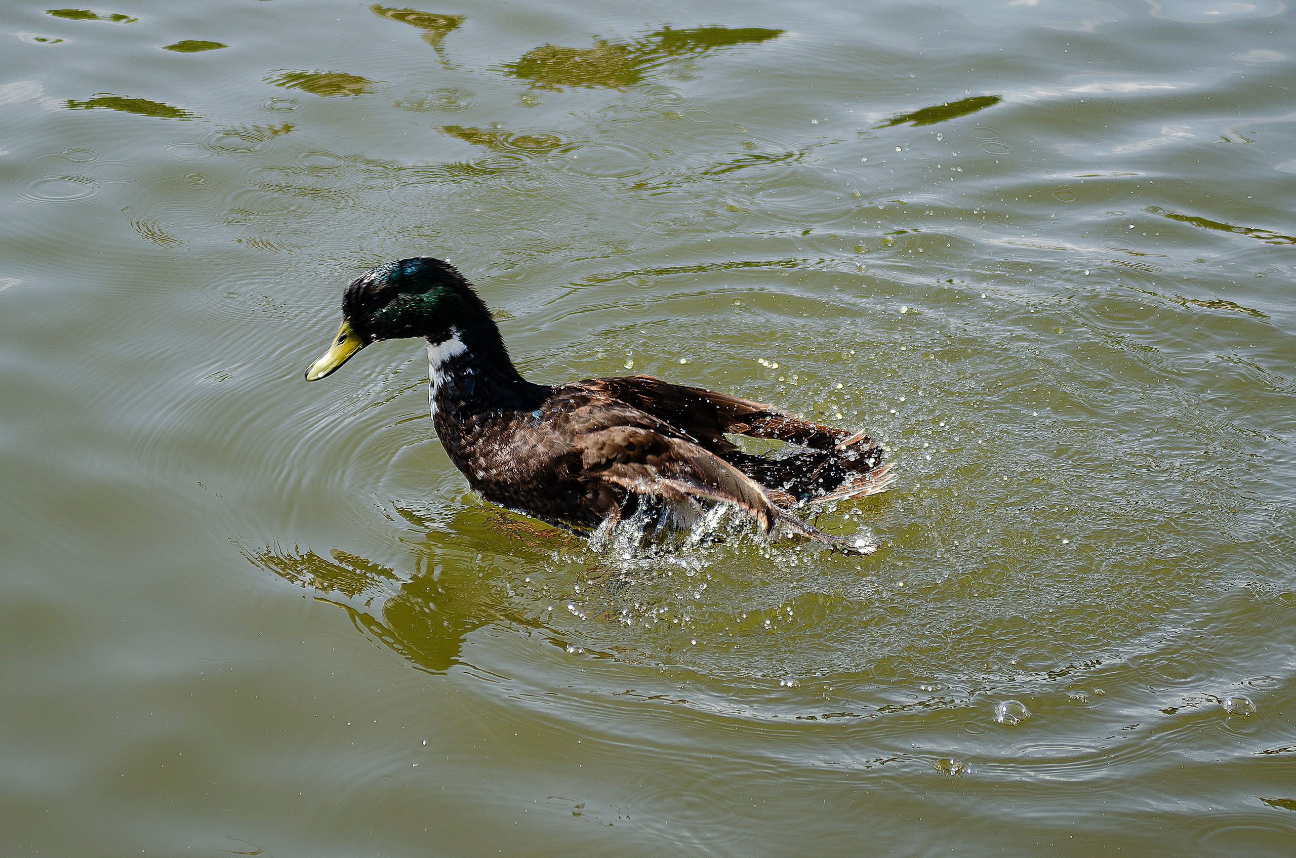 Птицы.Животные. Sreda fotoArt