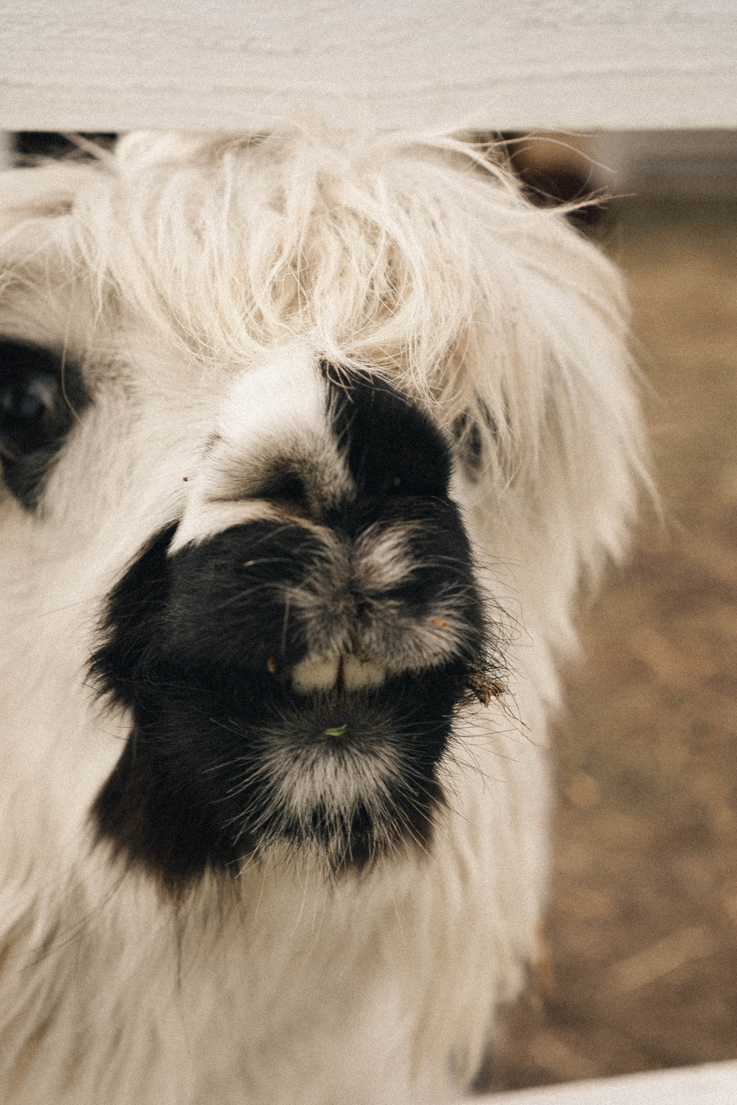 Ферма Альпак. Профессиональный фотограф, Санкт-Петербург — Виктория Богомолова