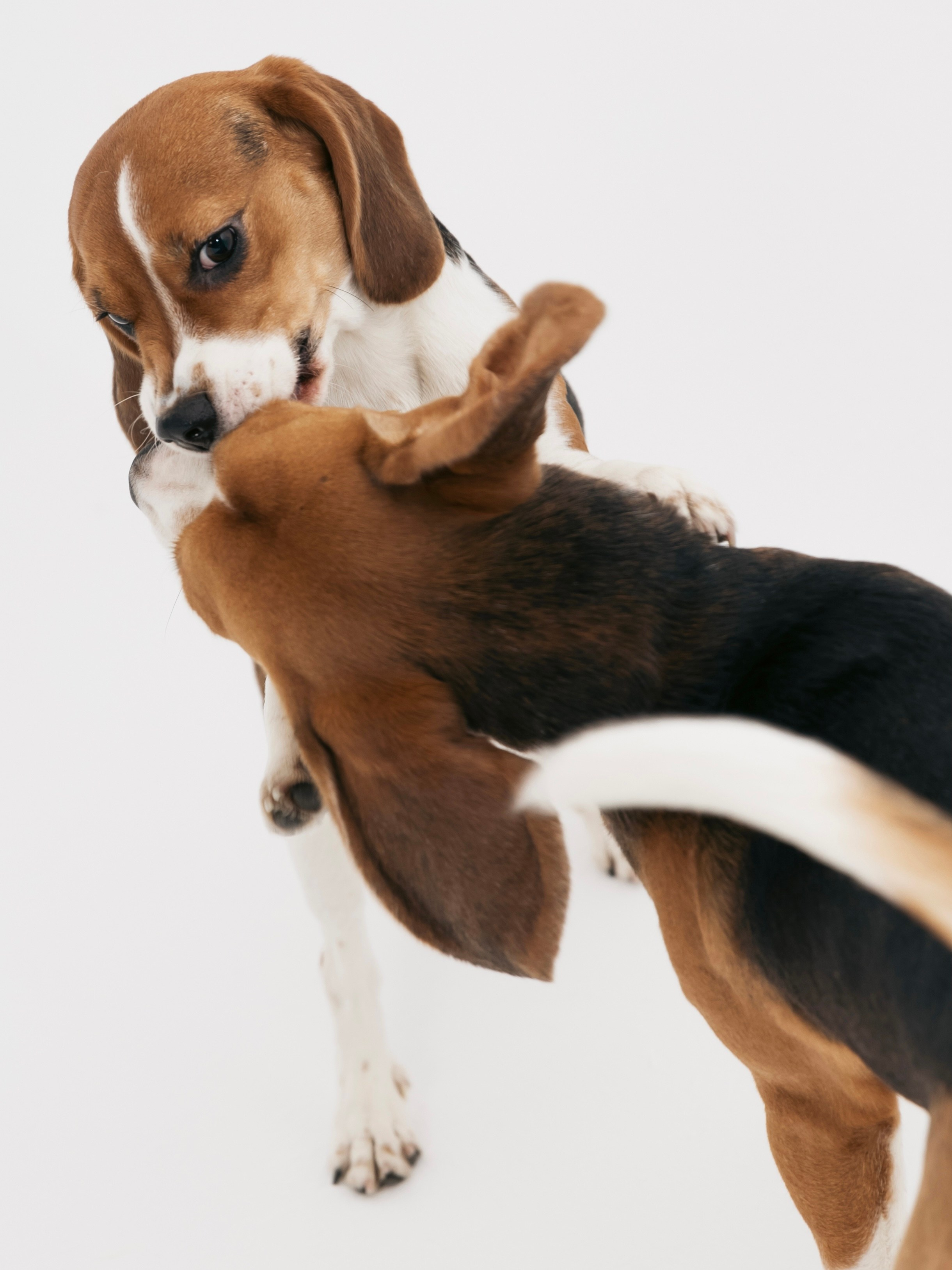 Биглемания. DRIPSTOCK MAG