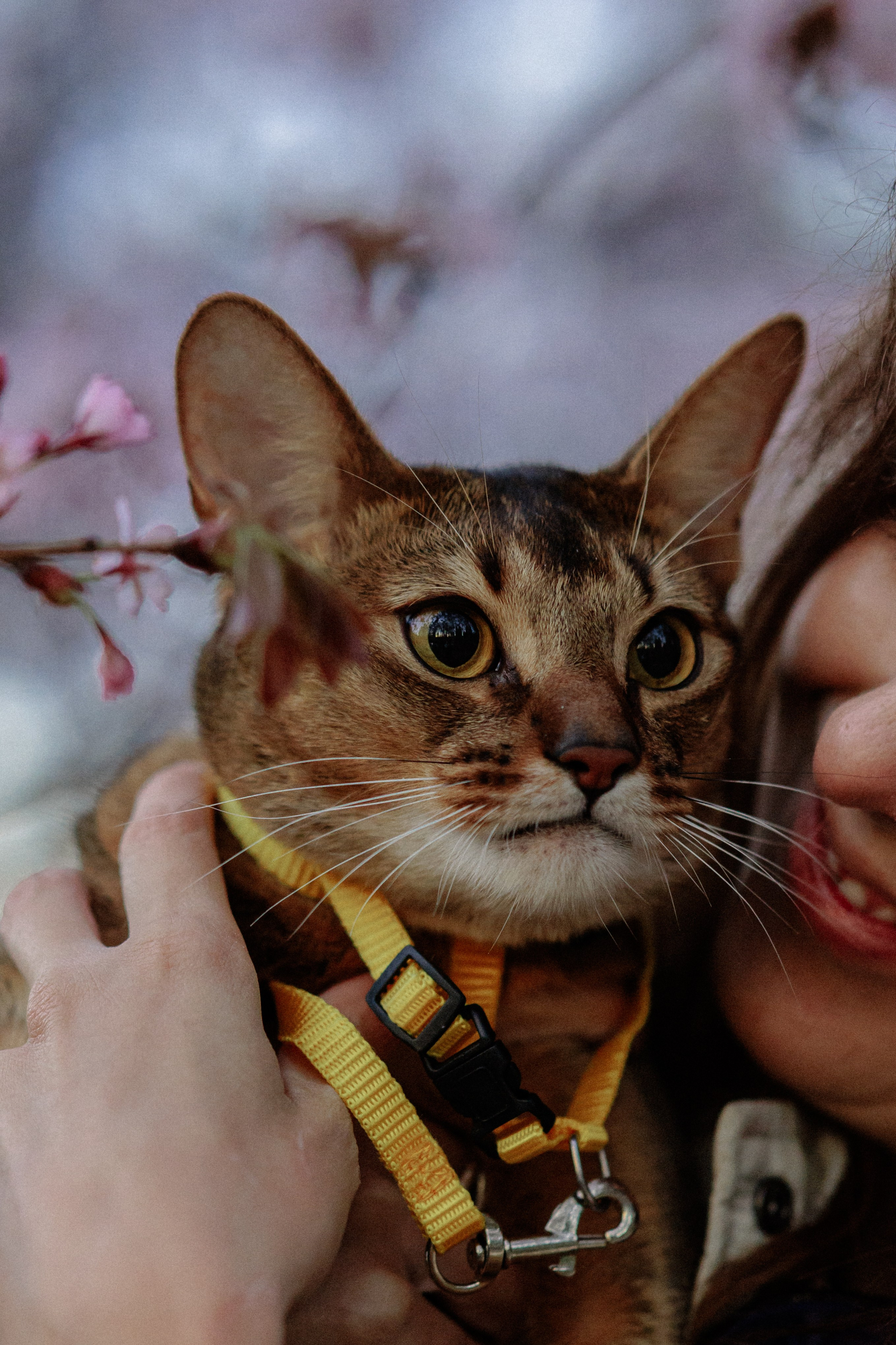 Екатерина и Персик. Фотограф в Санкт-Петербурге Алёна Губинская