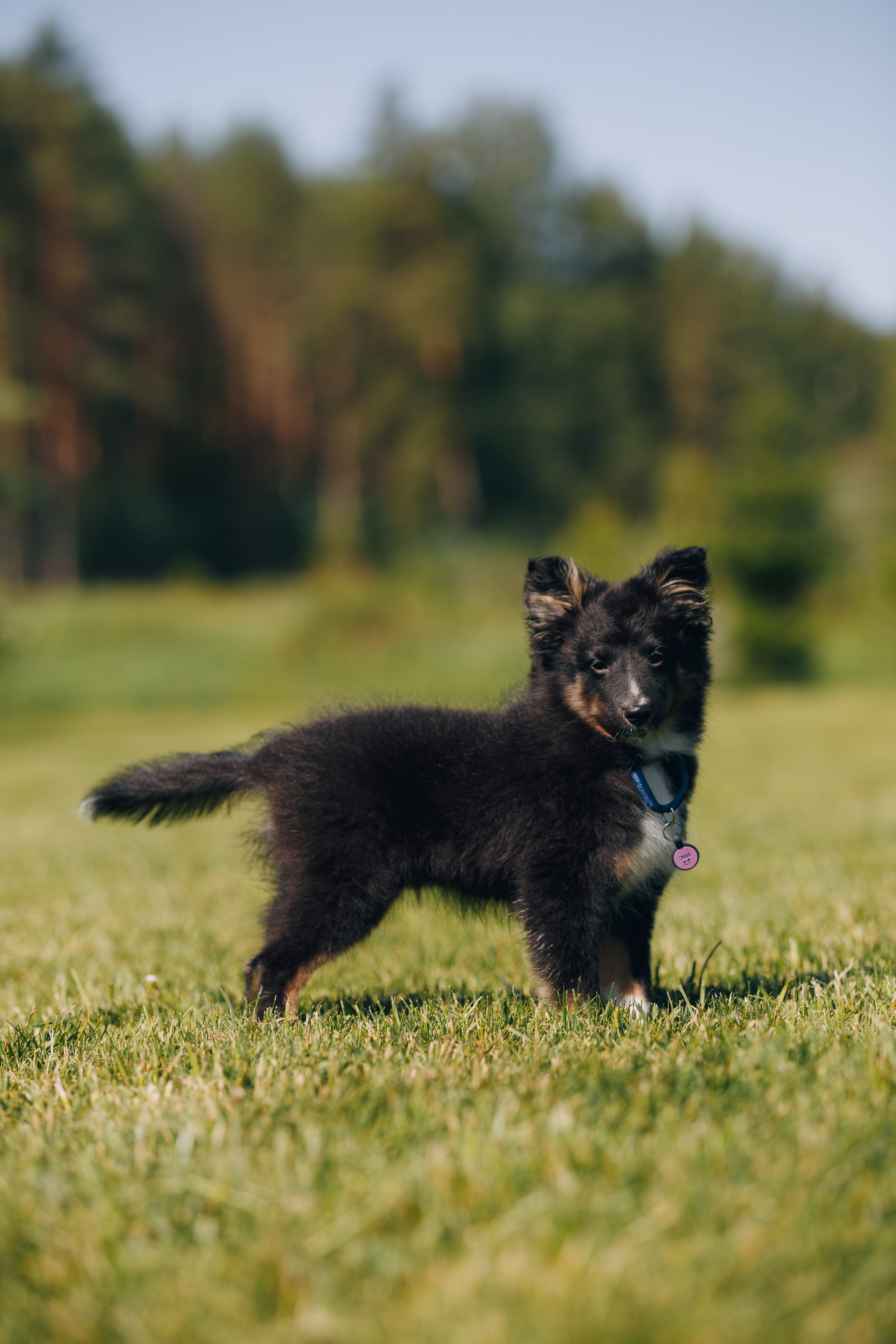 Кинологический лагерь в Горыныче. Фотограф анималист Кристина Карпова, Москва