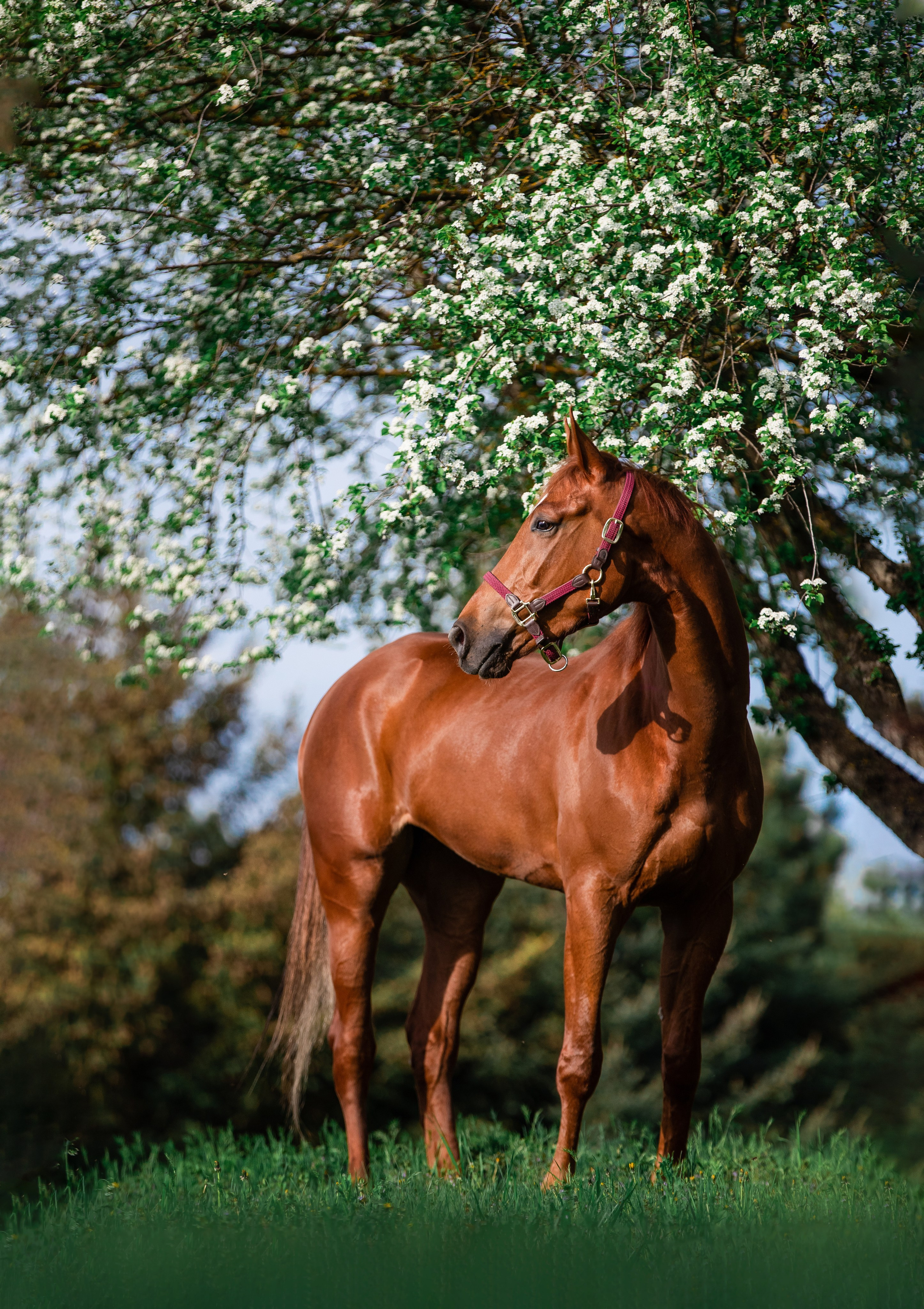 На природе. Фотограф-анималист Ксендзова Кристина