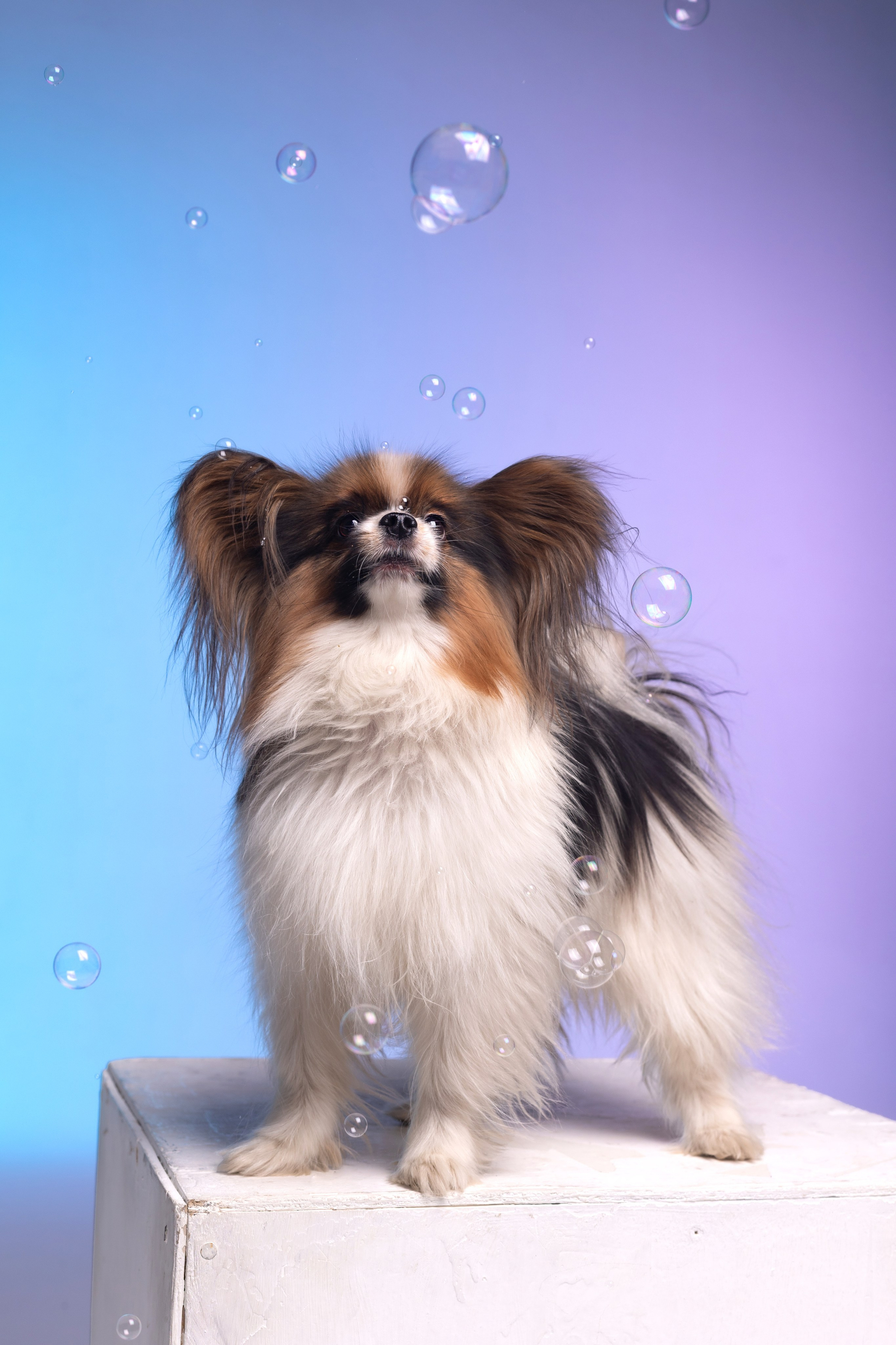 Неон. Фотограф анималист Кристина Карпова, Москва