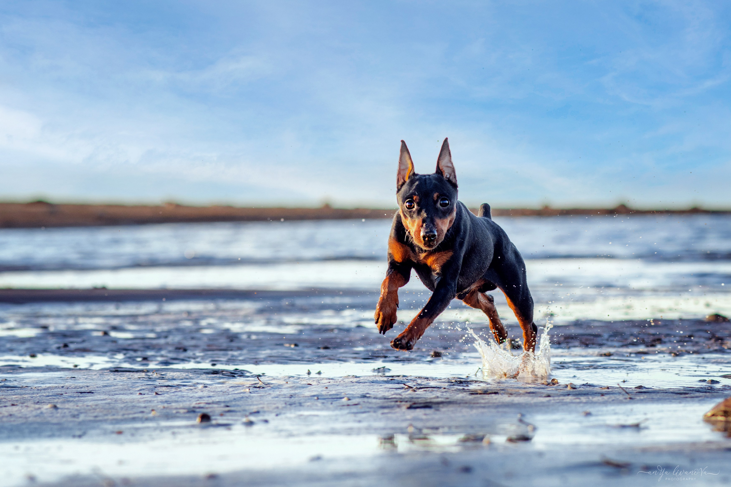 Лёня. Фотограф анималист Аня Ливанова | Рыбинск