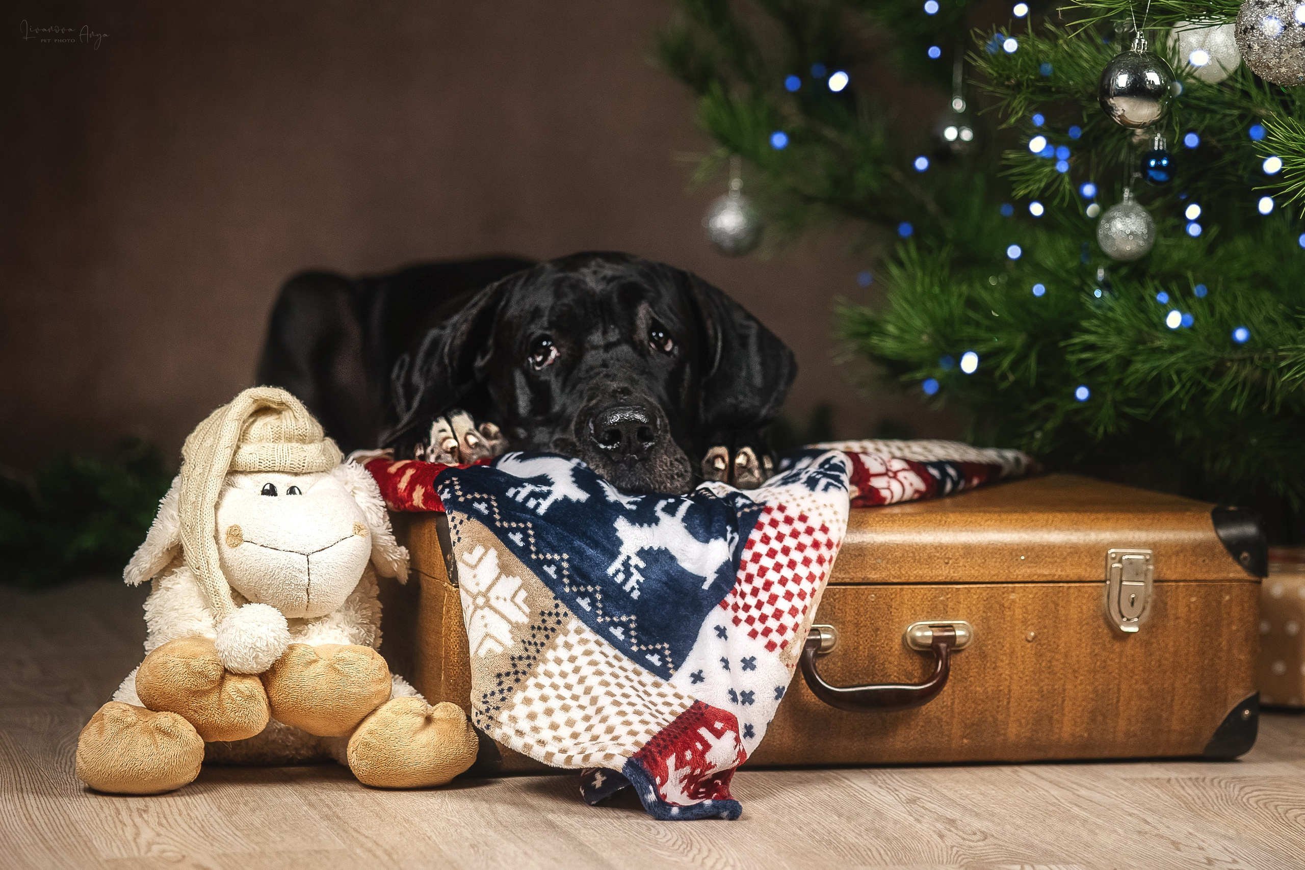 Фотодень_2 2025. Фотограф анималист Аня Ливанова | Рыбинск