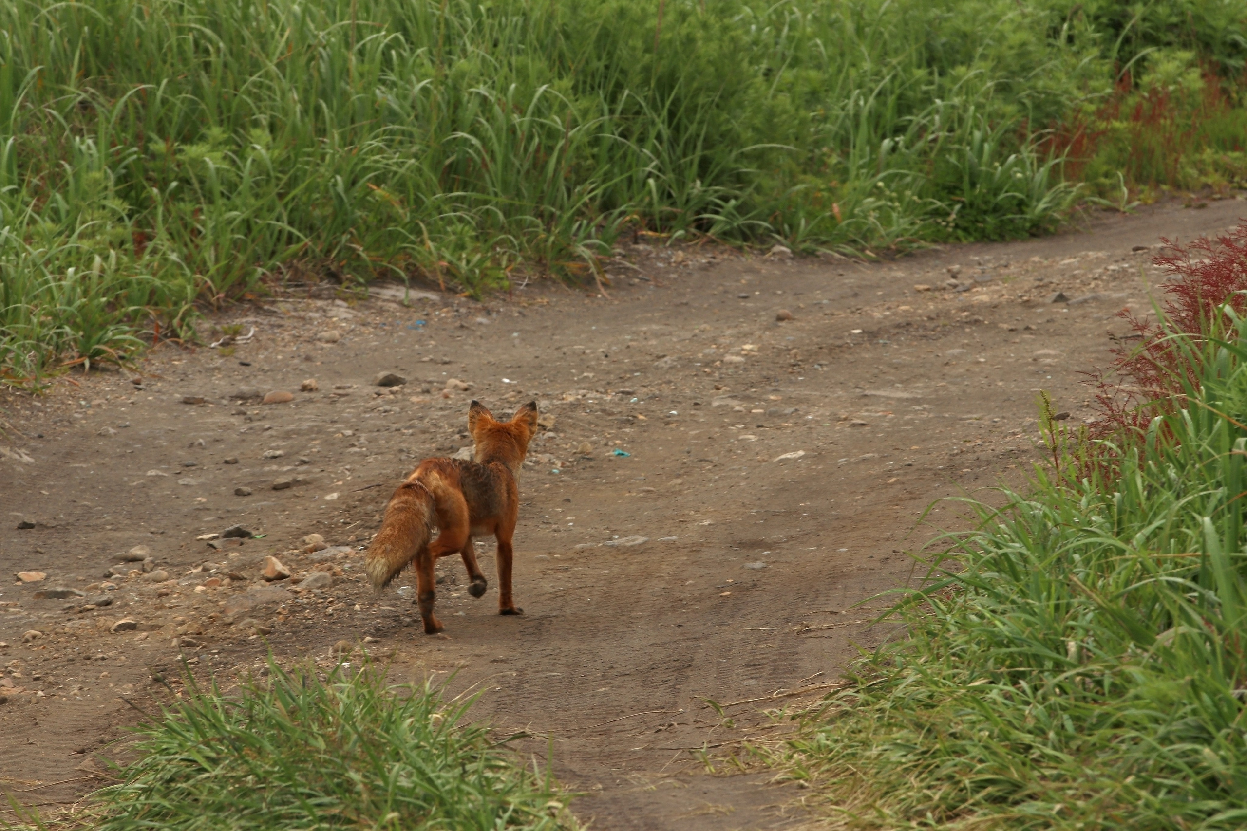 Деловой лис