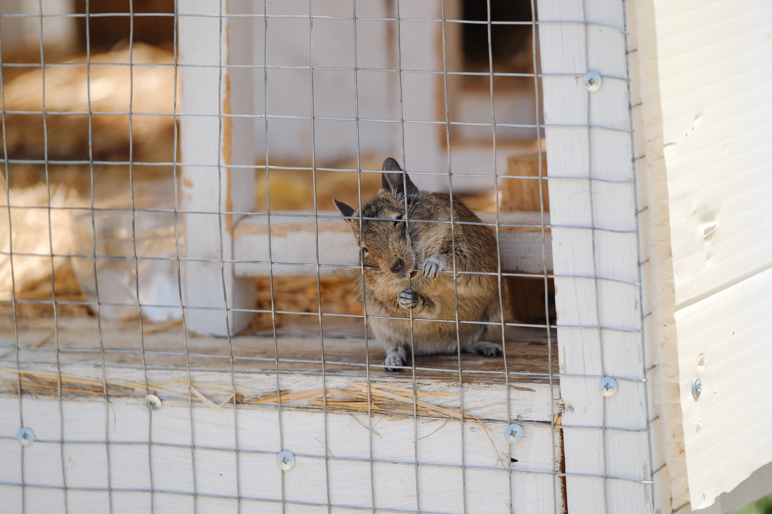 Репортаж на ферме. Профессиональная фотосъемка в Крыму. Натуральные эмоции и живые кадры. Забронируйте дату прямо сейчас!