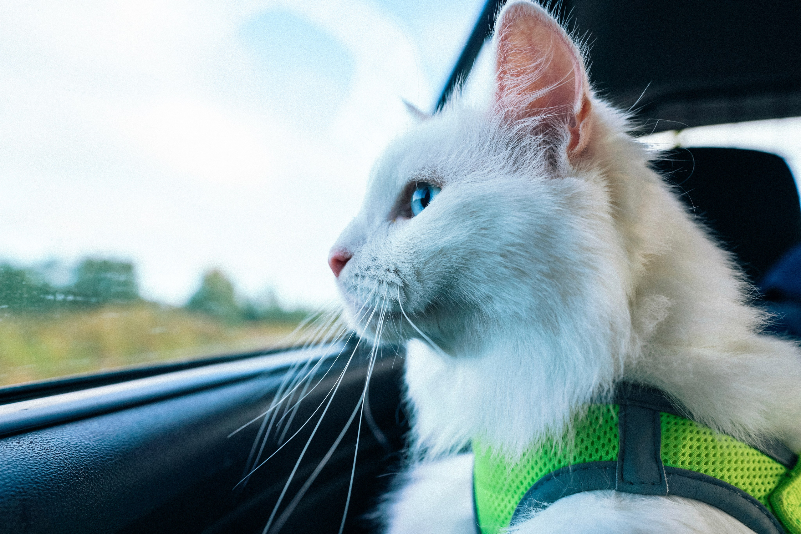 «Наша маленькая безумная семья». Фотограф Казань