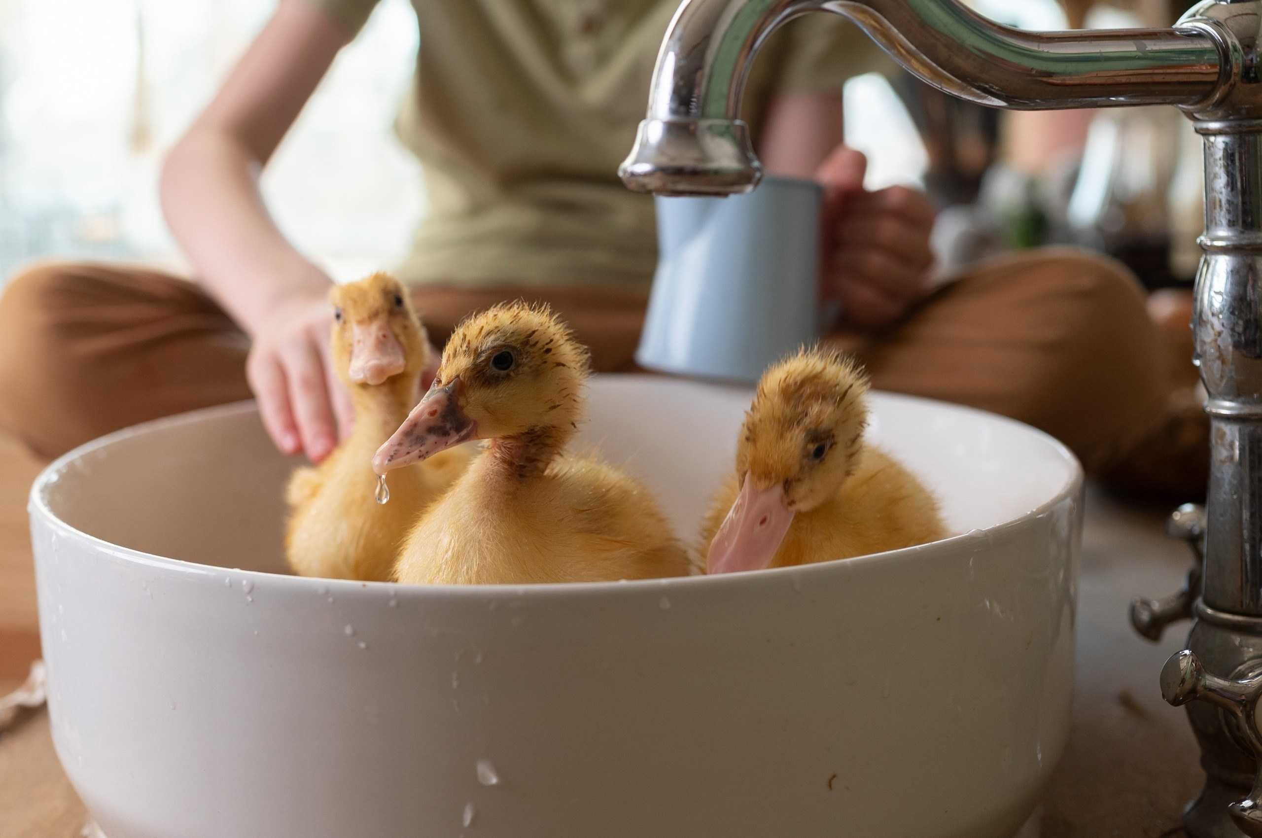 Кролик «Бублик» и цыплята. Фотограф в Тюмени Голышева Елена
