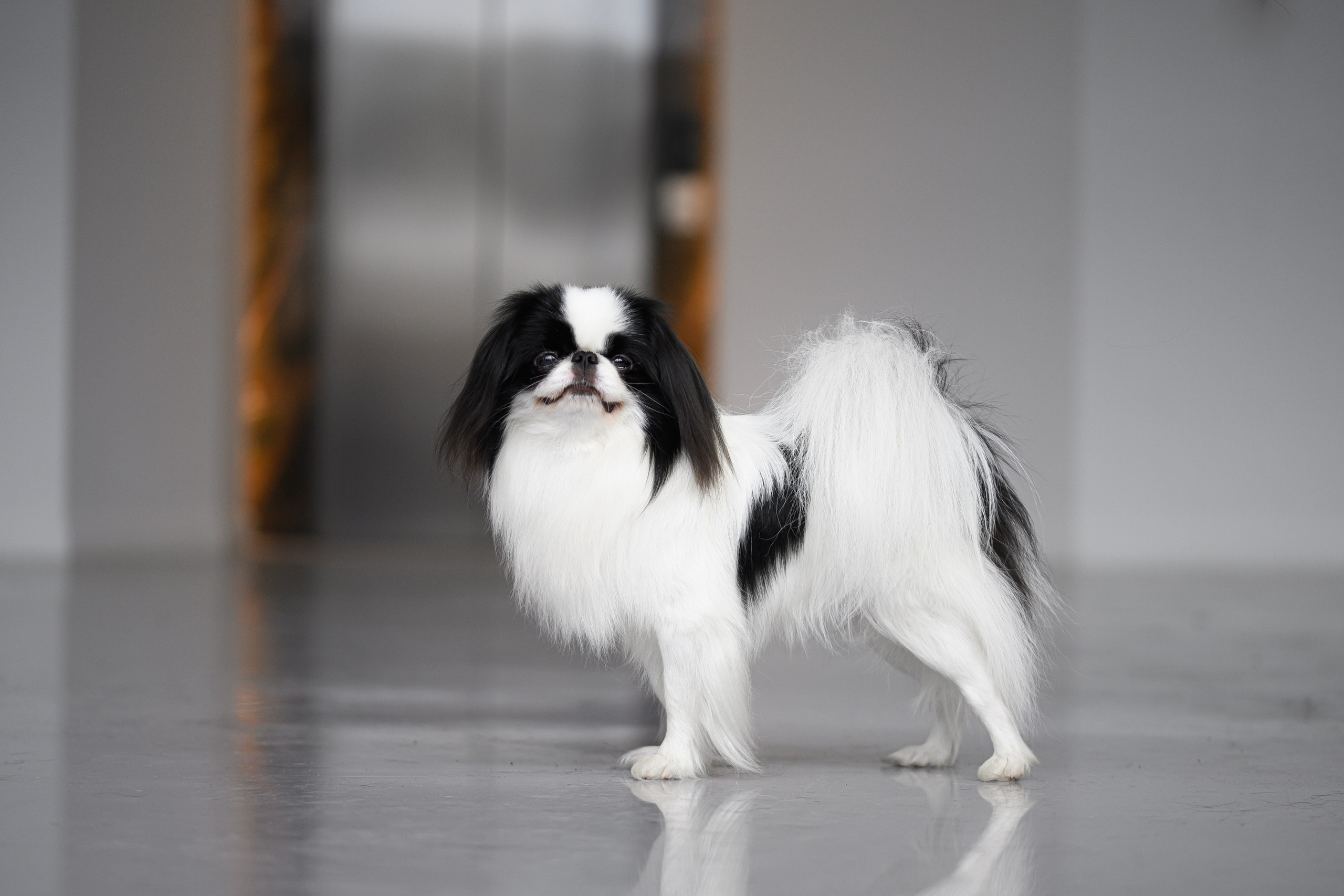 Собаки. FASHION ФОТОГРАФ КАЗАНЬ