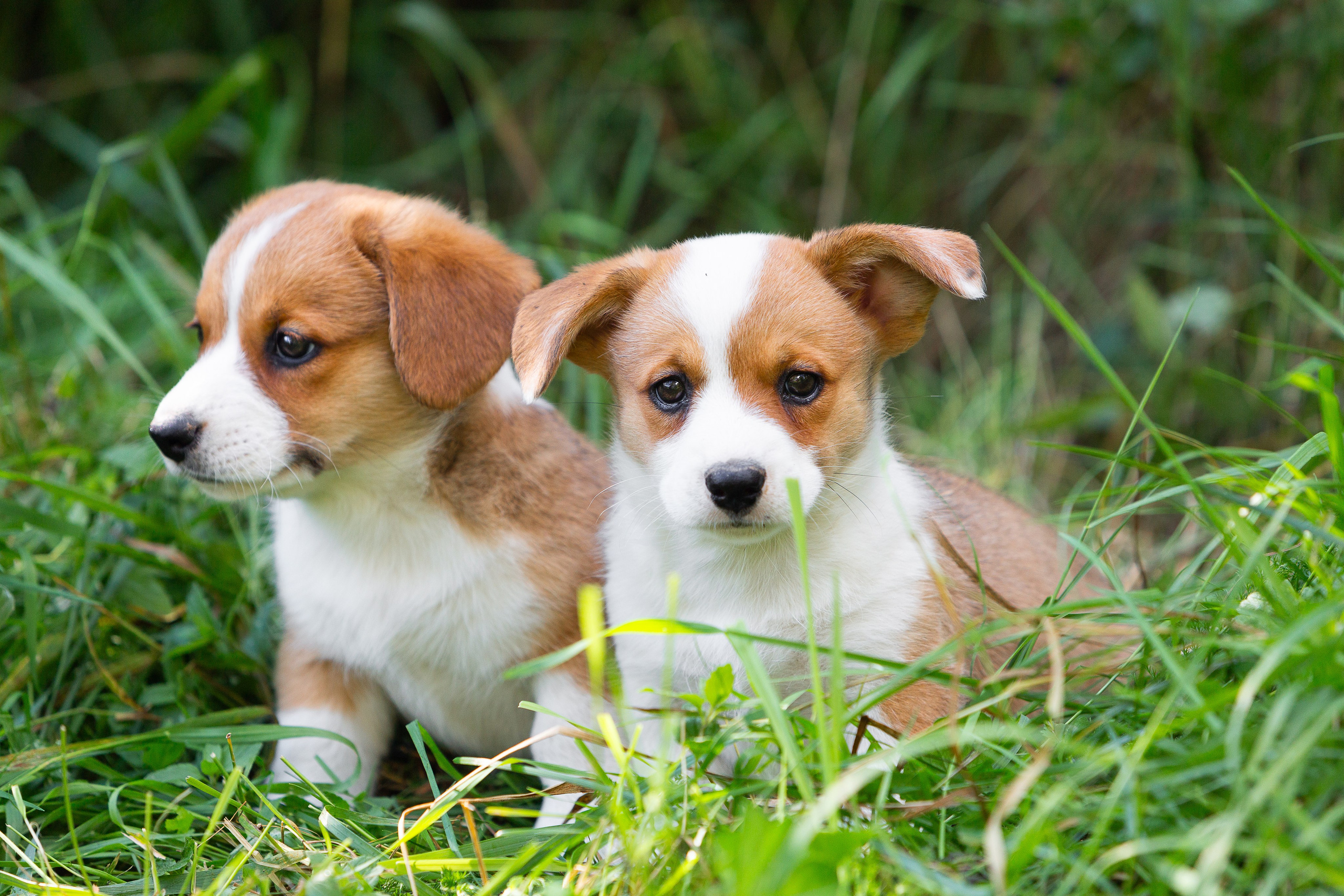 Корги (фотопрогулка). Фотограф-анималист в Москве, МО и Владимире