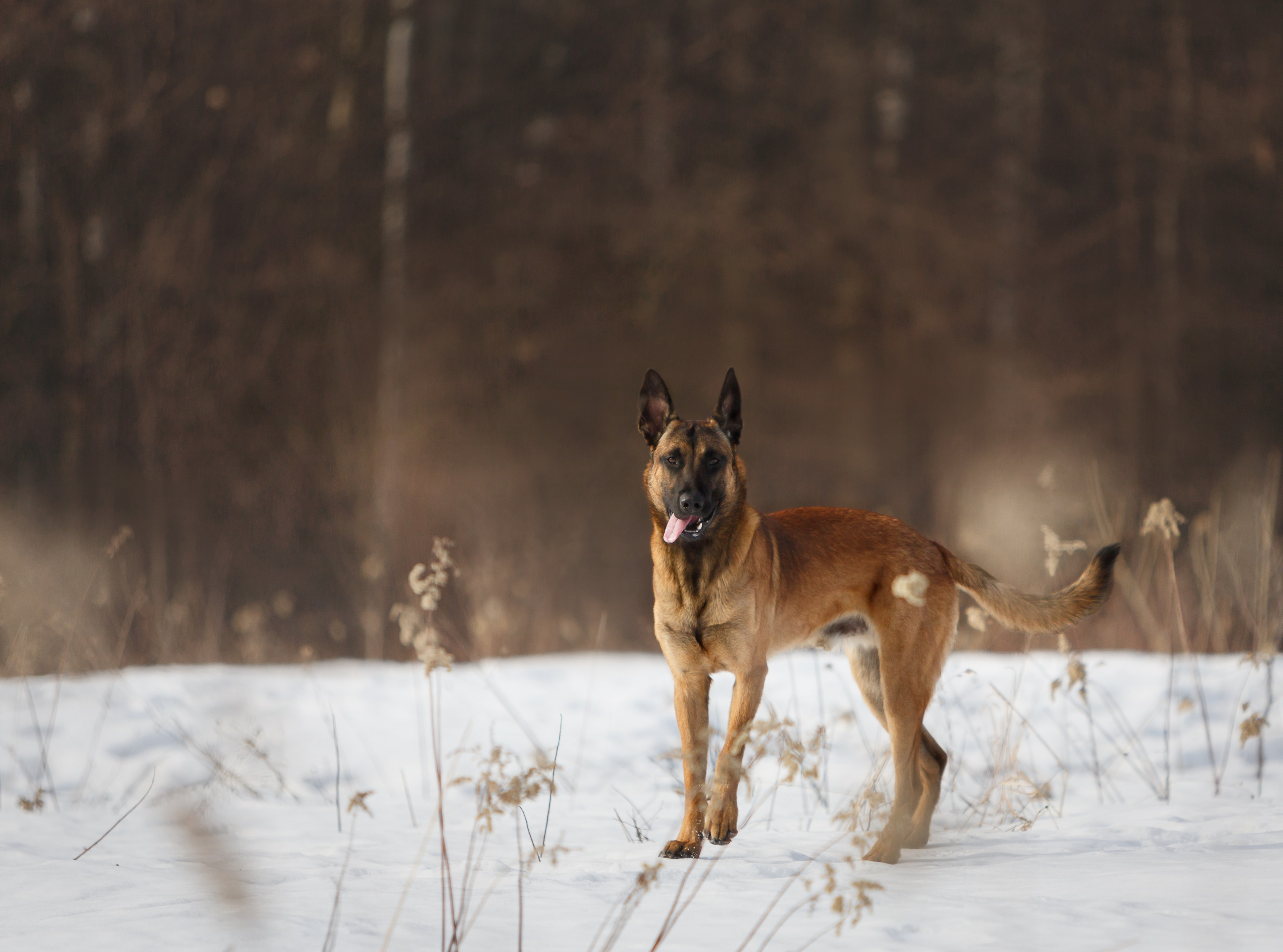 Драгон. Фотограф-анималист в Москве, МО и Владимире
