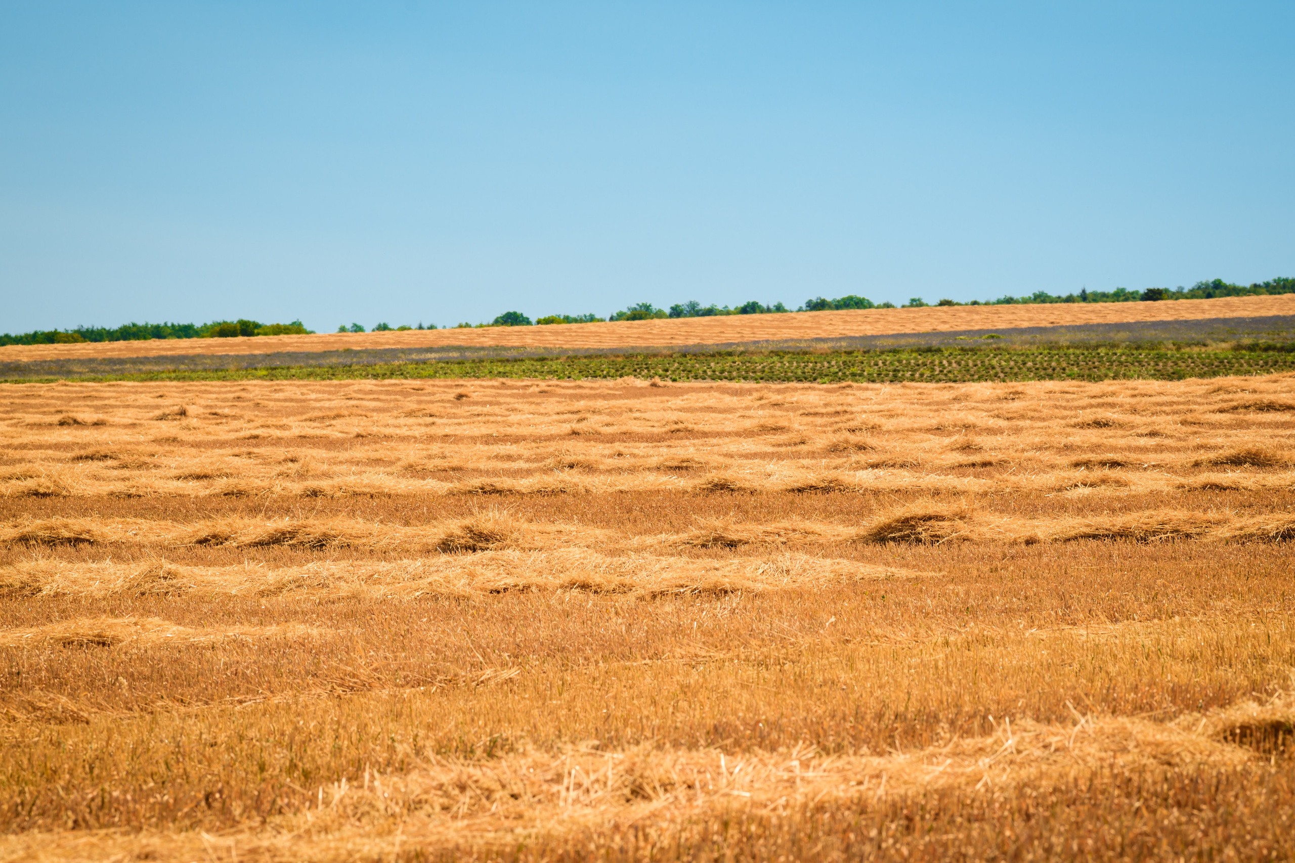 Lavanda Day фотосессии. Студийный и свадебный фотограф и видеограф в Севастополе — Юлия Макаренко