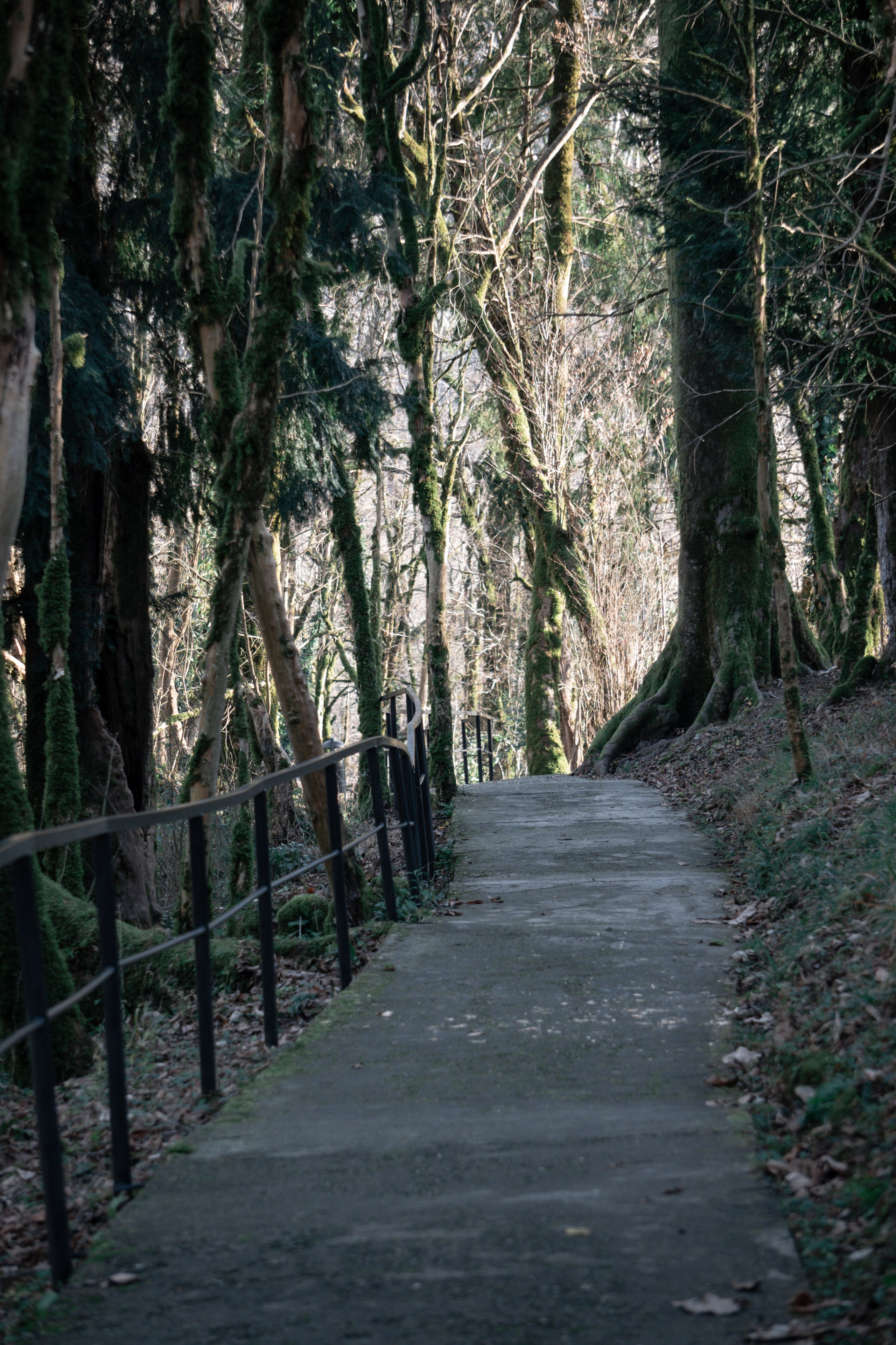 Тисо-самшитовая роща. Yaratezza production