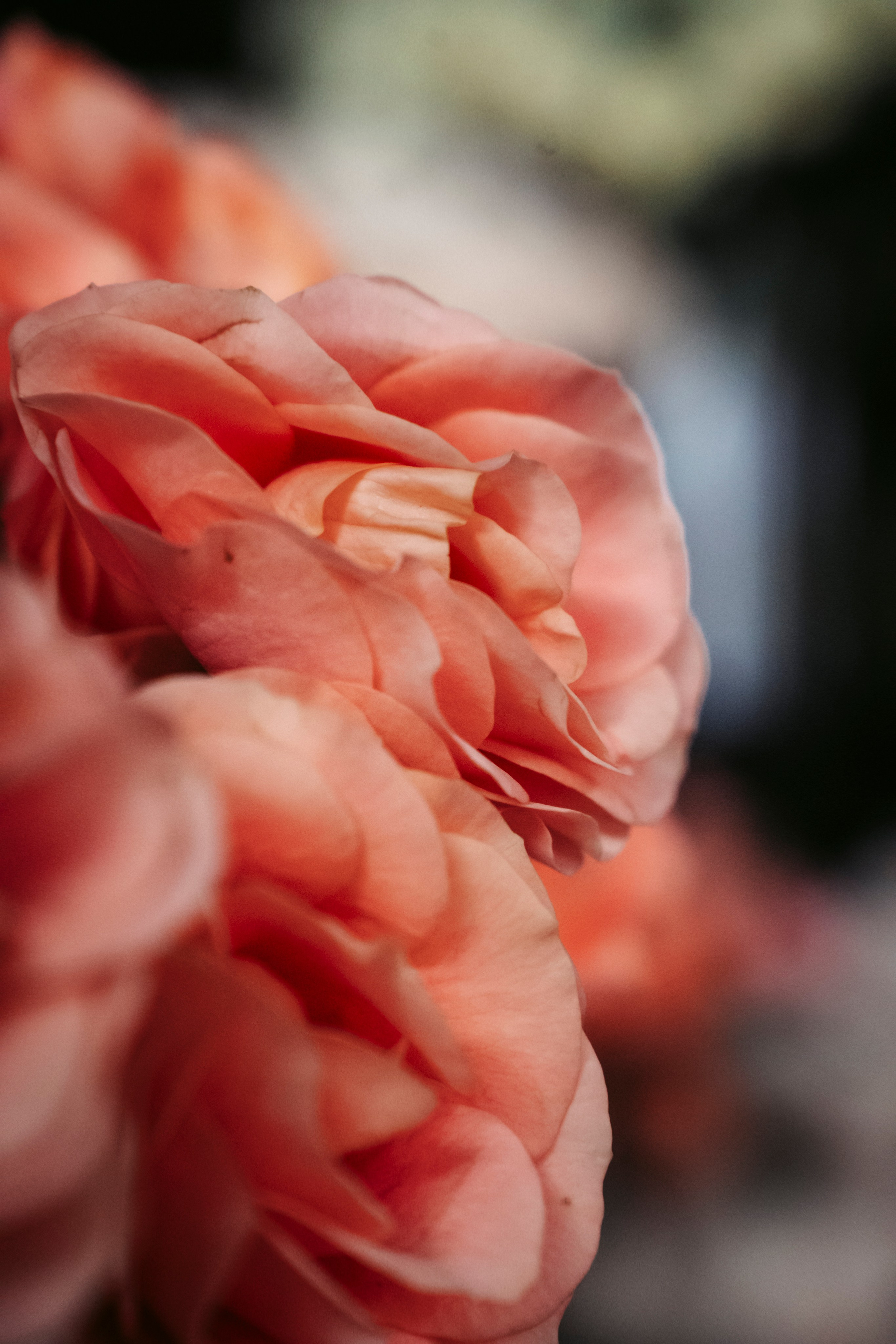 Цветочный андеграунд. Главная