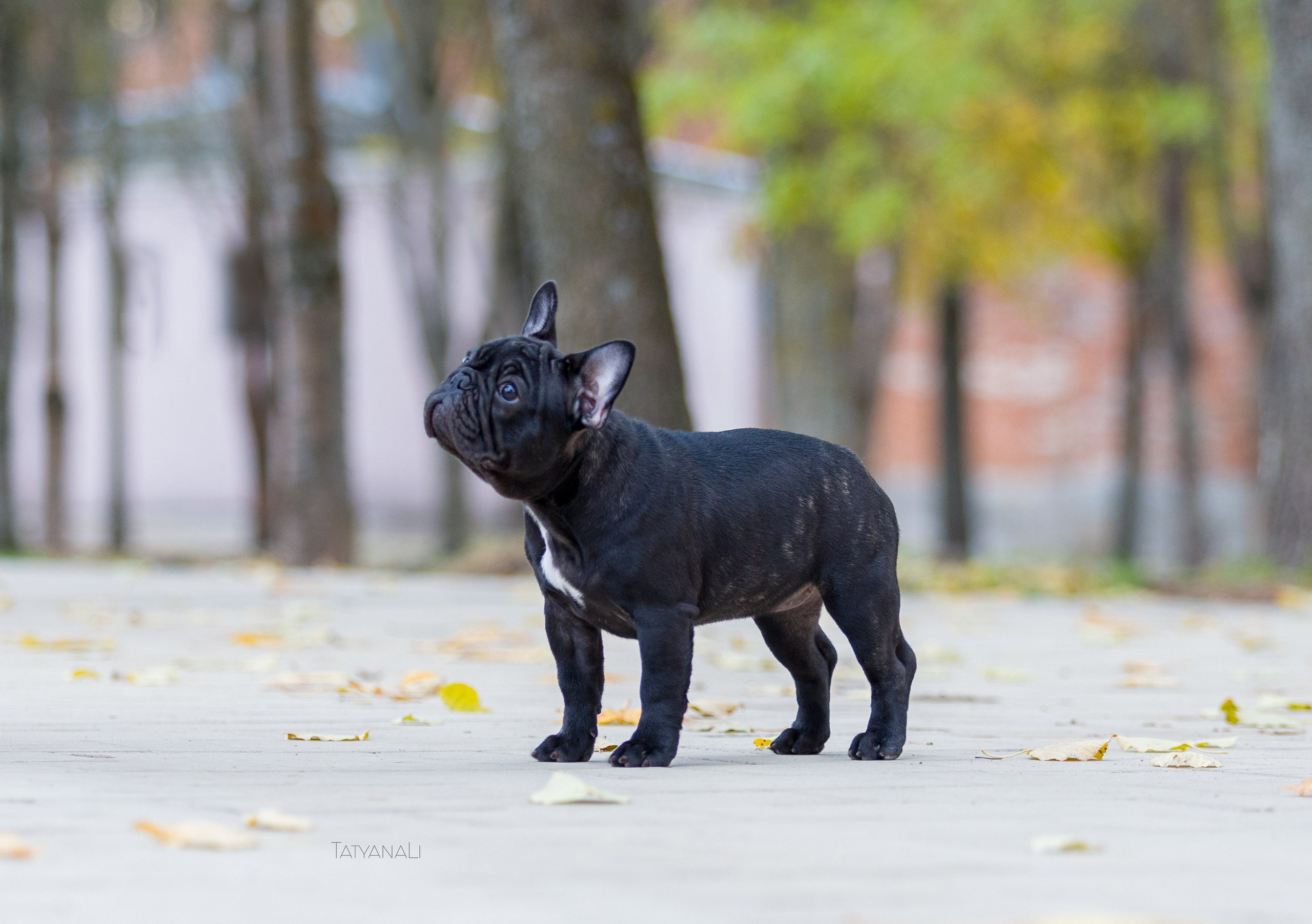 Французкий бульдог. Фотограф — анималист Татьяна Ли