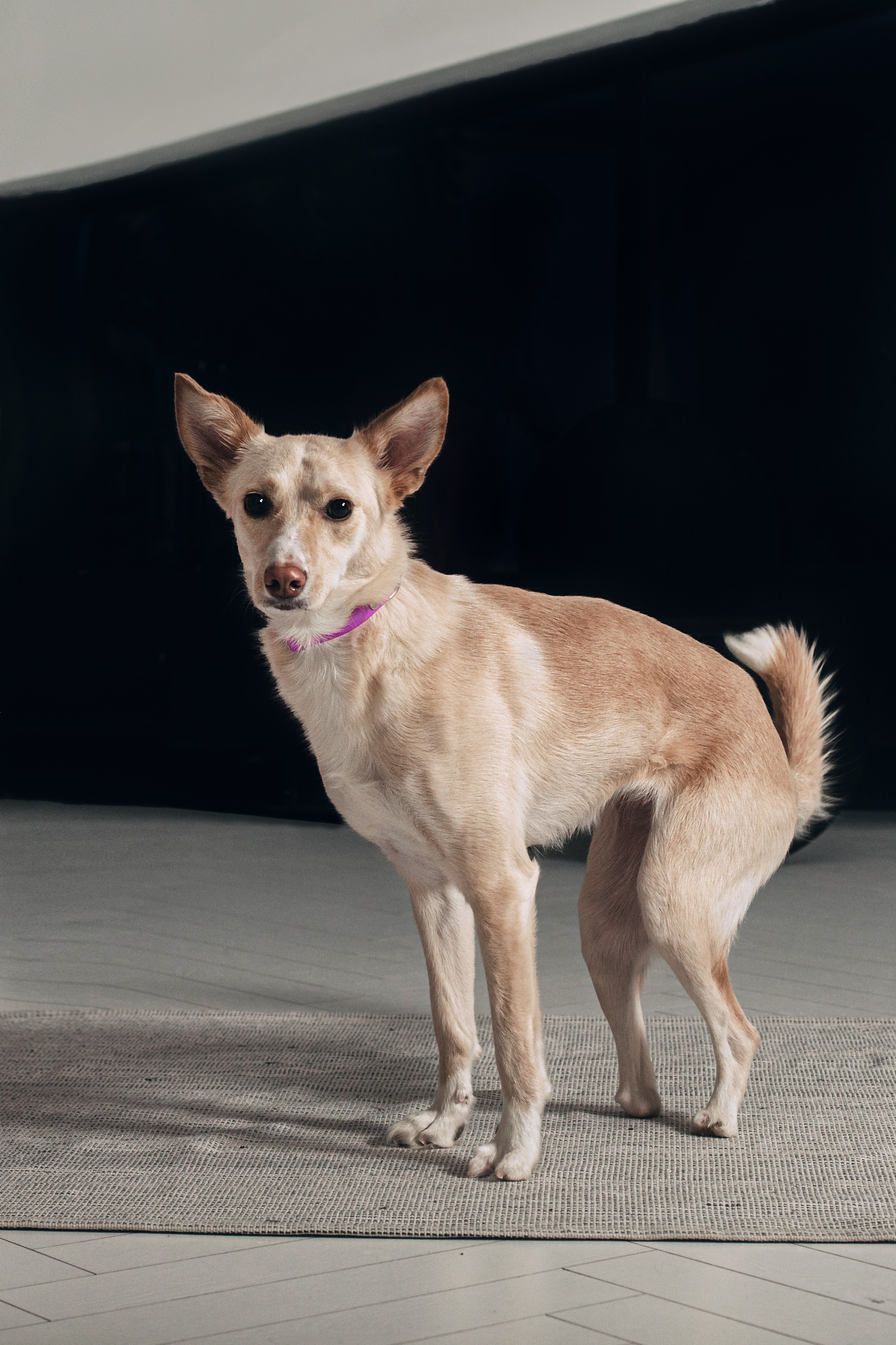 Студийная съемка 2 собак 2024. Фотограф-анималист Татьяна Степанова