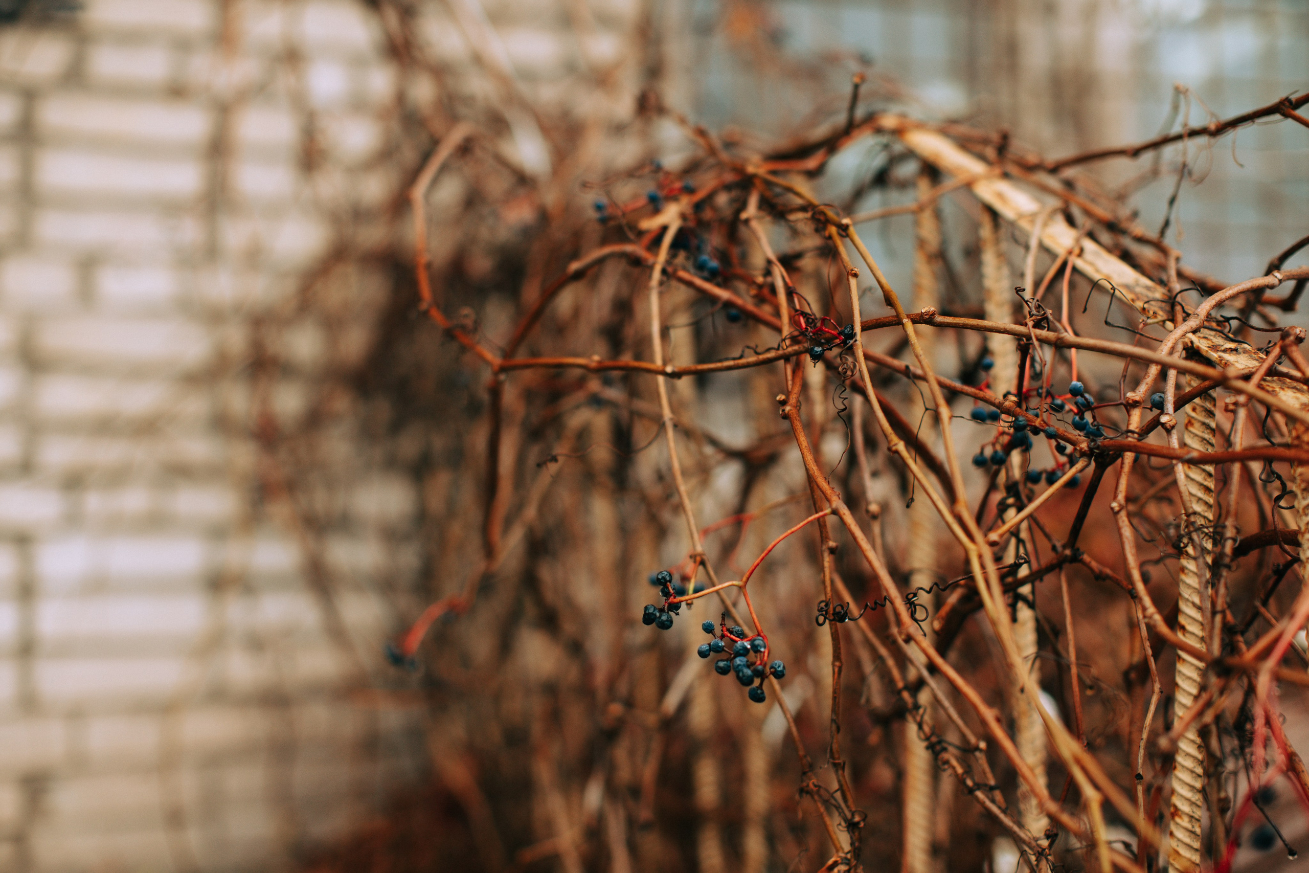 Тула готовится к Новому Году. Свадебный и семейный фотограф в Туле и области Маша Костина