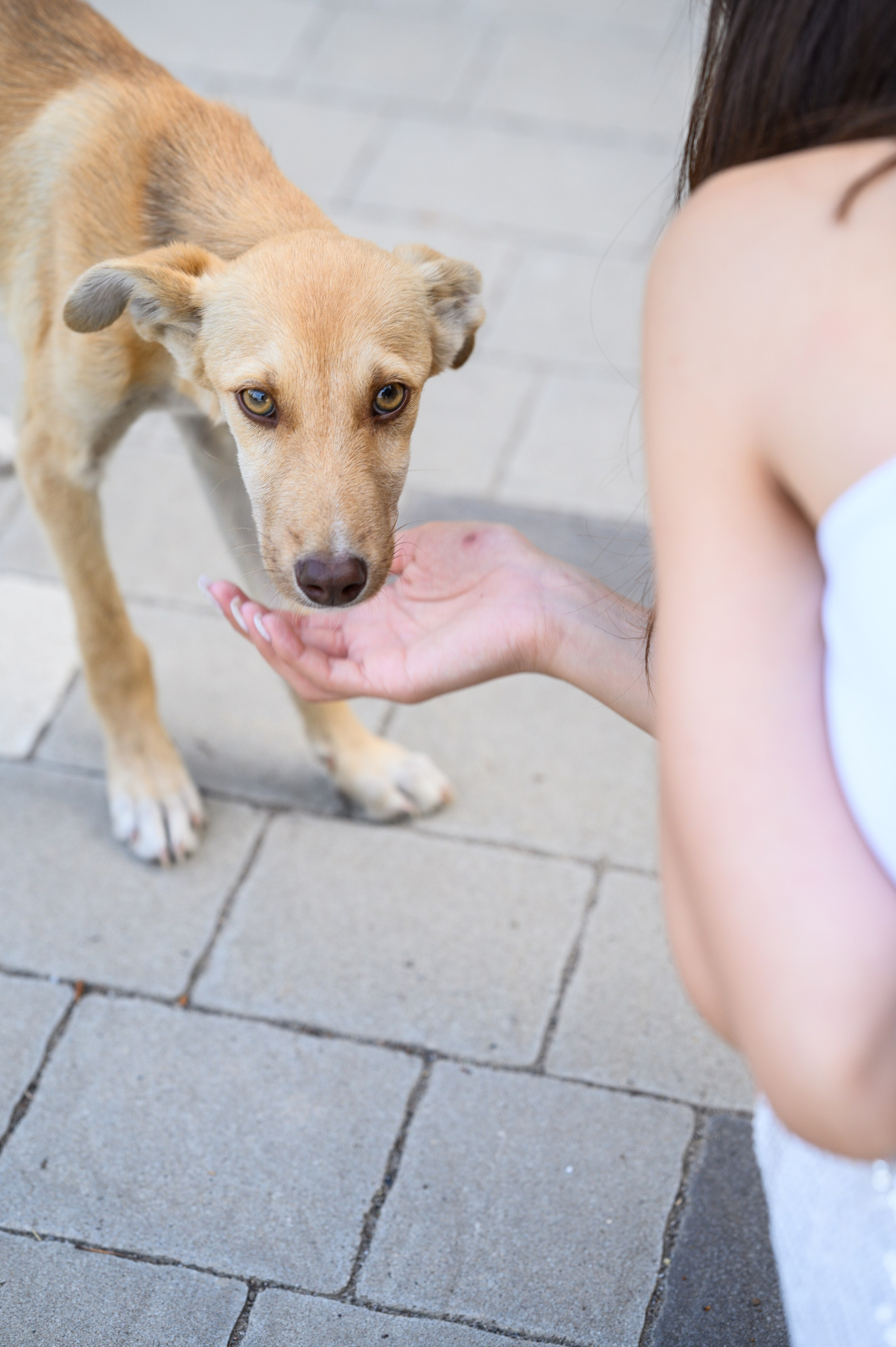 Игорь & Анастасия. Свадебный и семейный фотограф в Миллерово и Ростове Алёна Черепенина