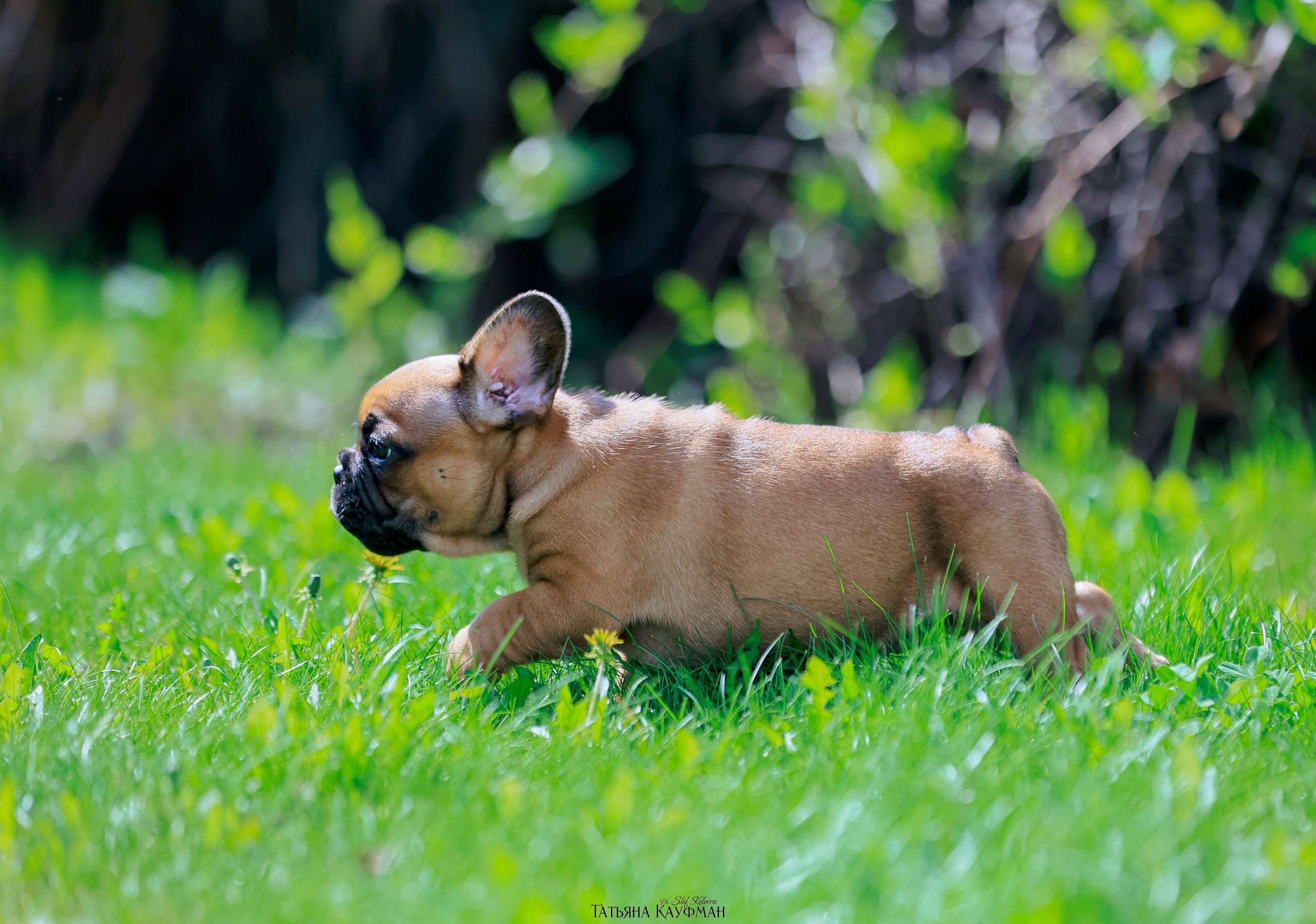 Французский бульдог, фотография французского бульдога, щенки бульдога, щенки французского бульдога, красивая собака, фотограф анималист, фотокурс Анималистика, научиться фотографировать собак, фотограф Новосибирск