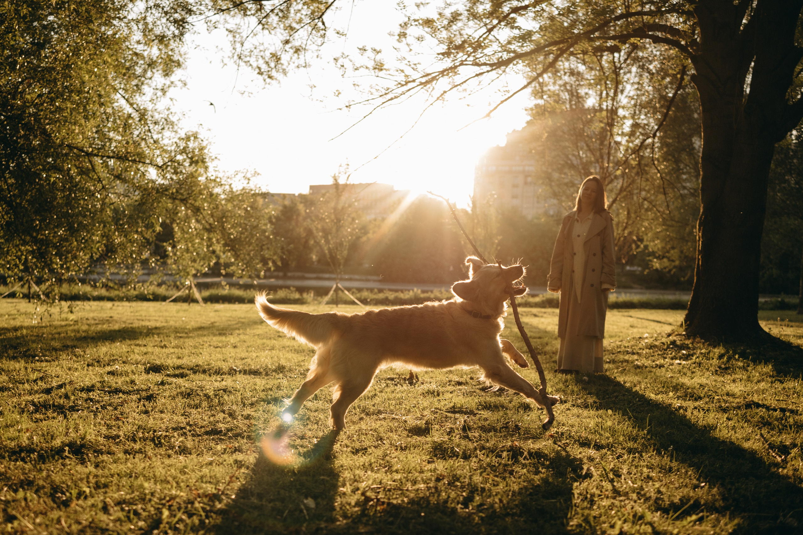 Пенни и ребята. Фотограф — Анималист | Санкт-Петербург