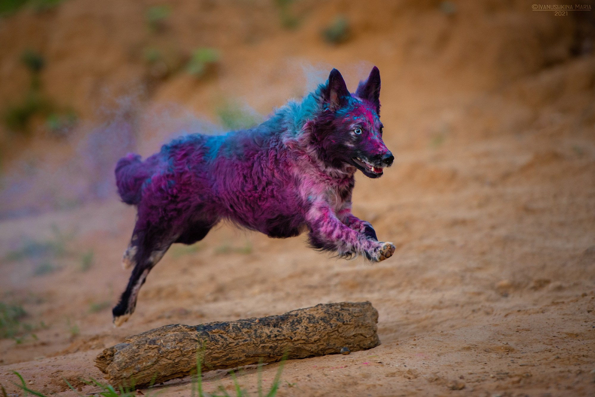 Фотосессия собаки с красками холи. Фотограф собак в Москве и Московской области Иванушкина Мария