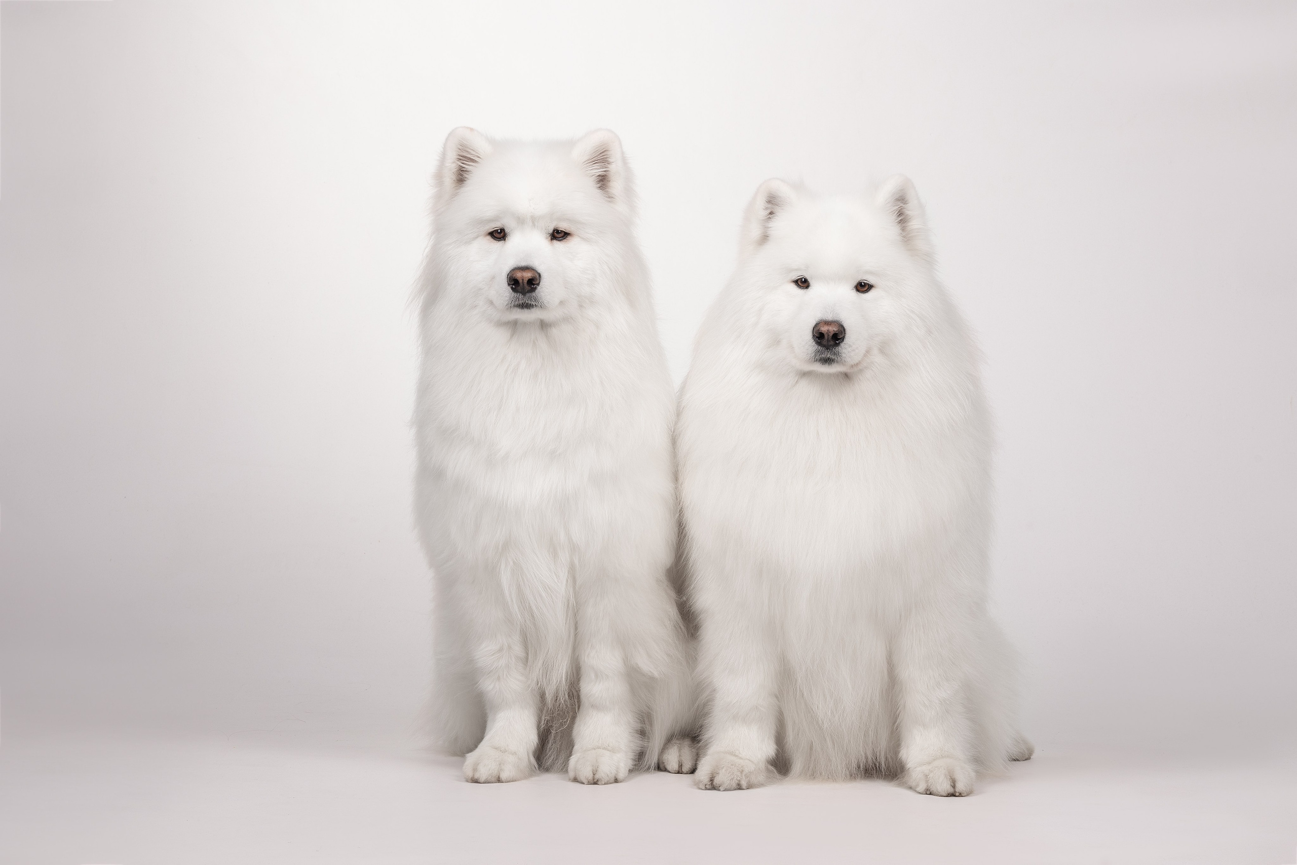 Самоеды в студии. Фотограф анималист в Москве Майорова Евгения