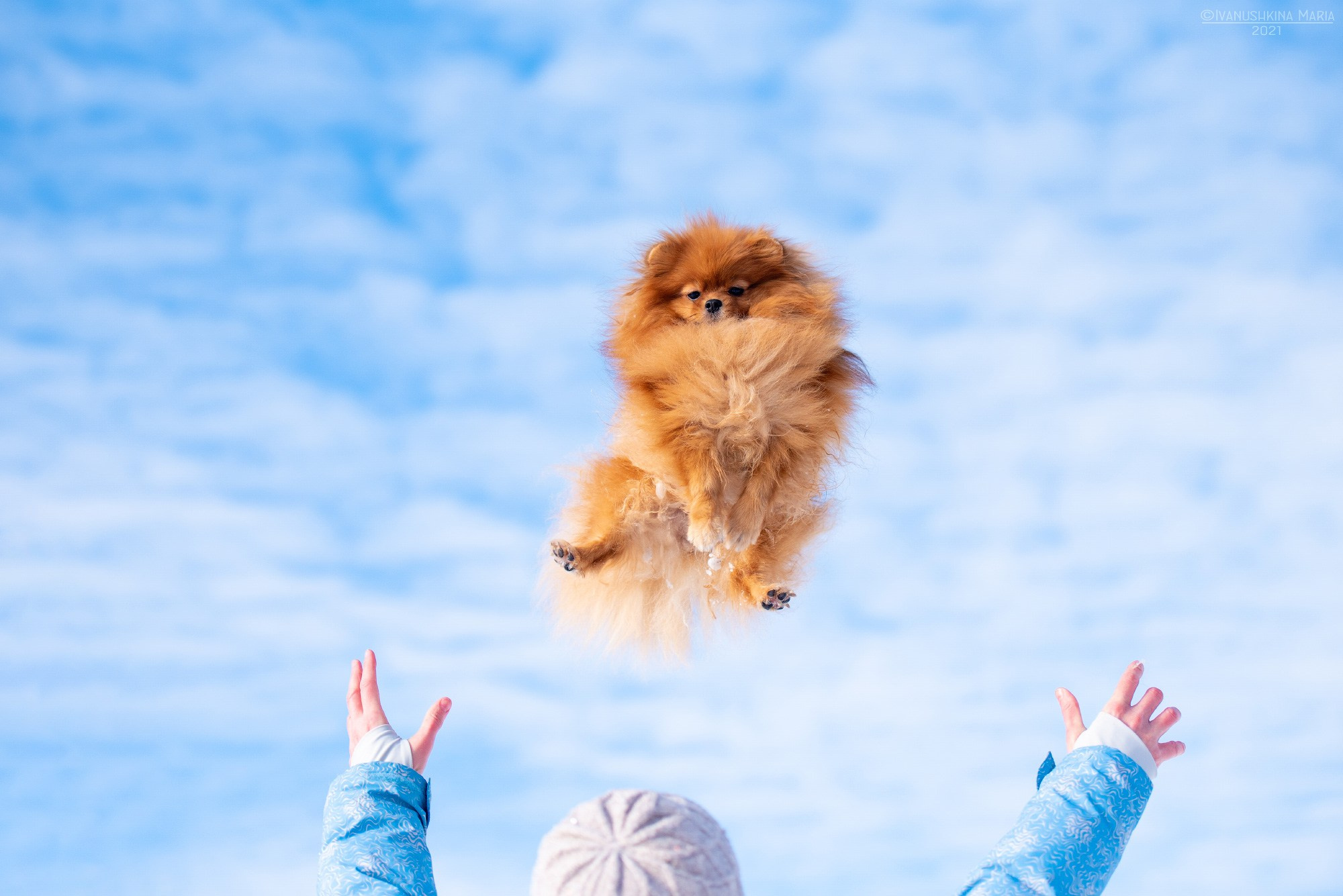 шпиц летит на фоне голубого неба