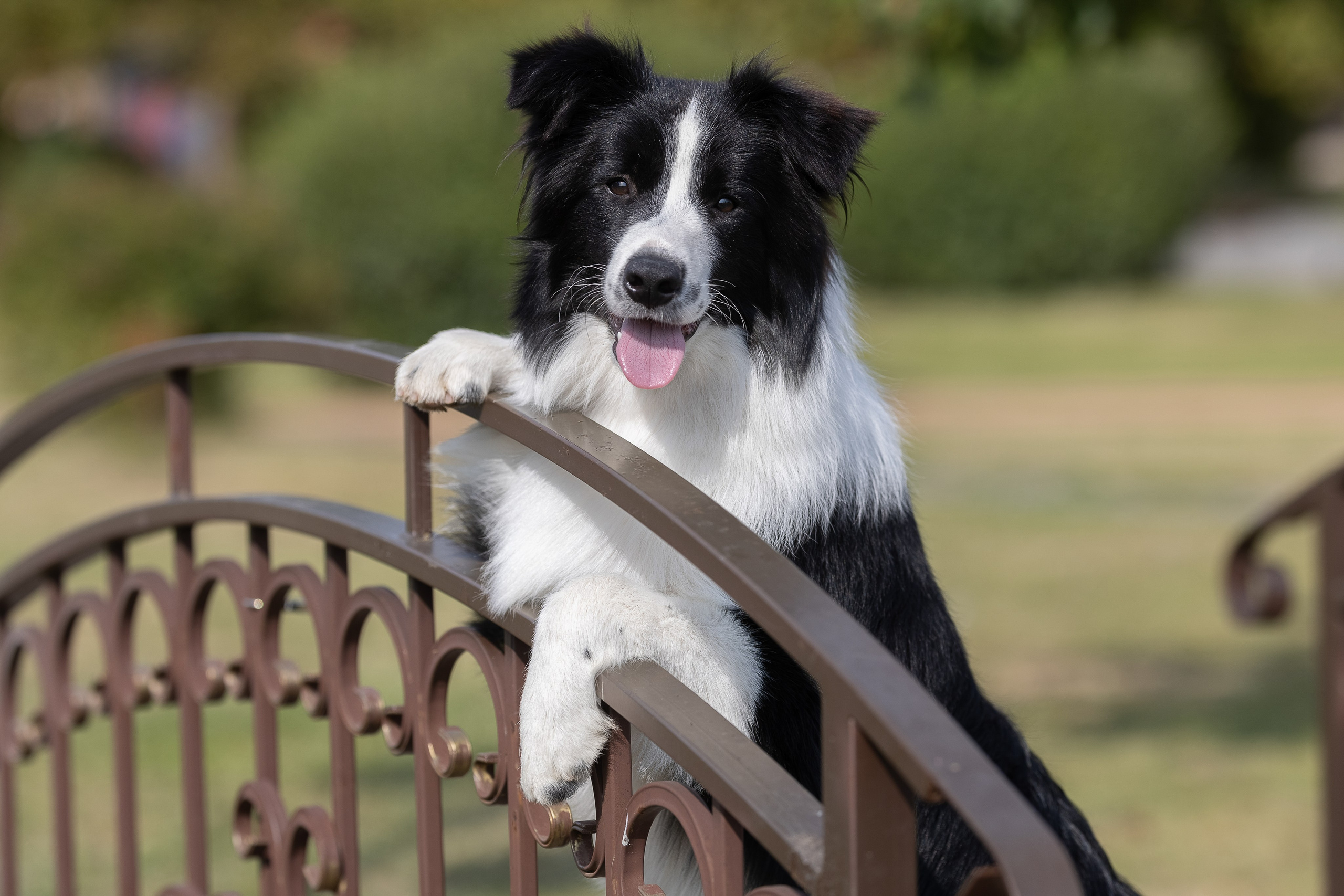 Фотосессия Перса и Дизеля. Купить щенка Вельш-корги-кардиган в семейном питомнике — Ice Fantasy