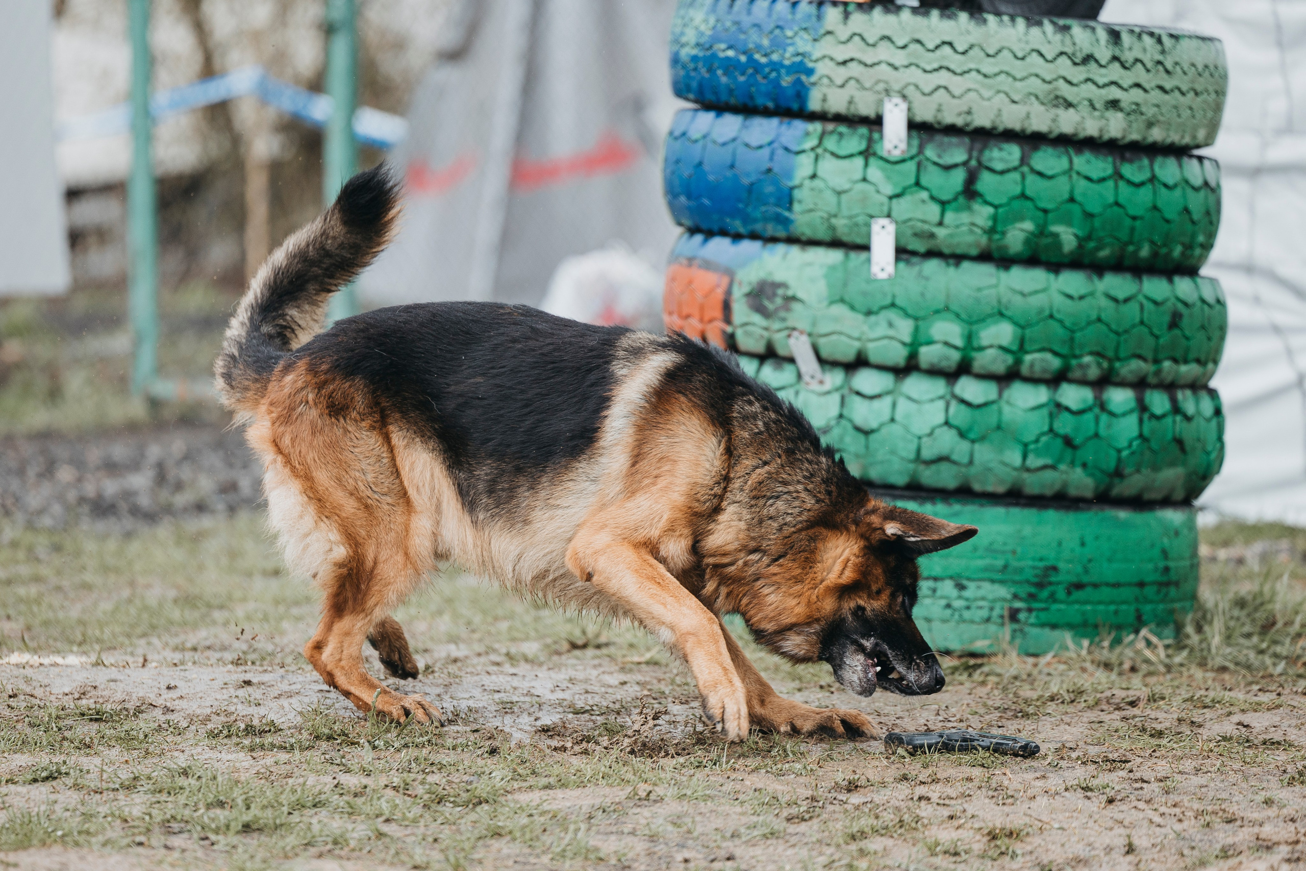 09.05.25 Вологда соревнования. Фотограф-анималист Анна Маринич