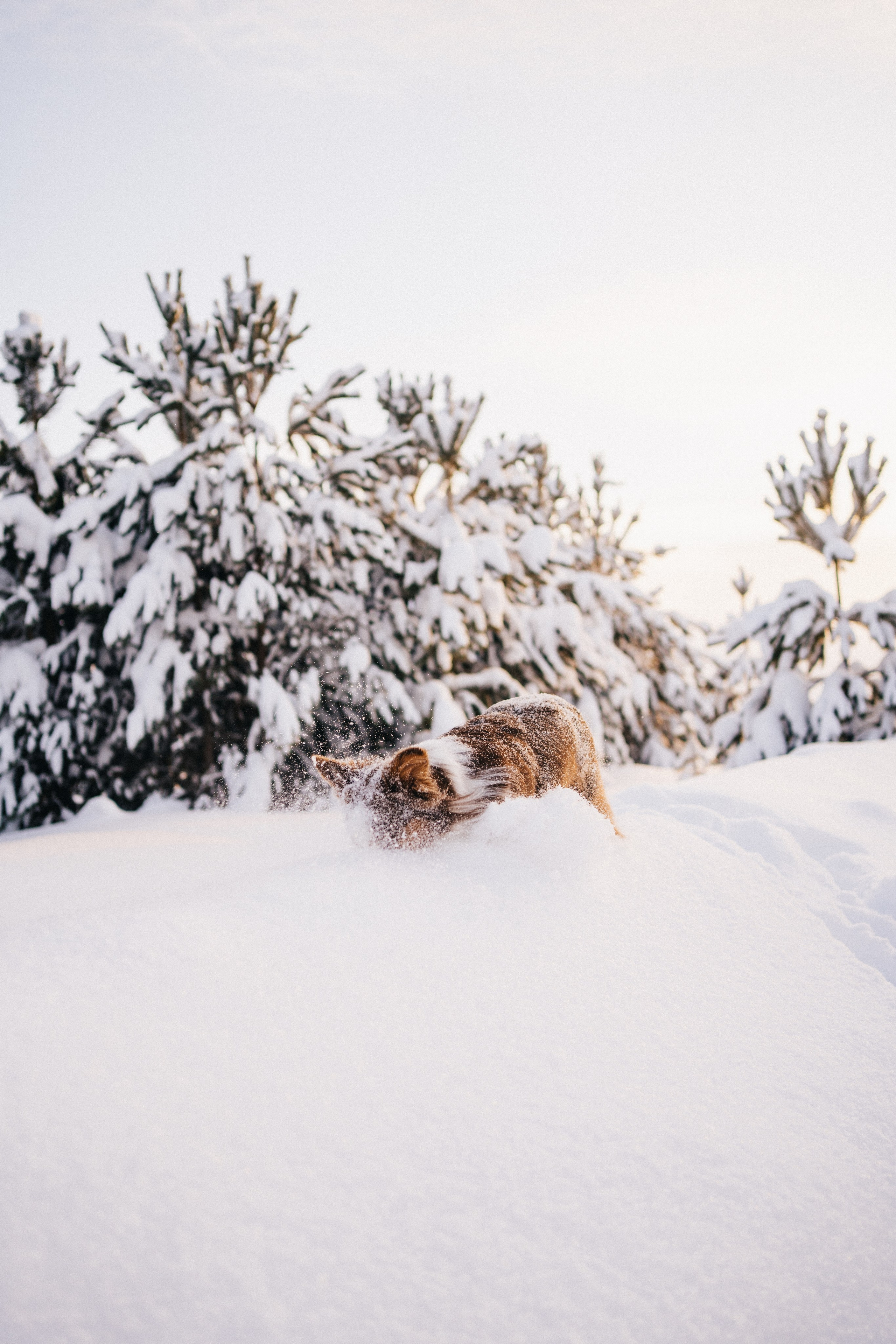 Айла и Харли. Фотограф-анималист Анастасия Большакова