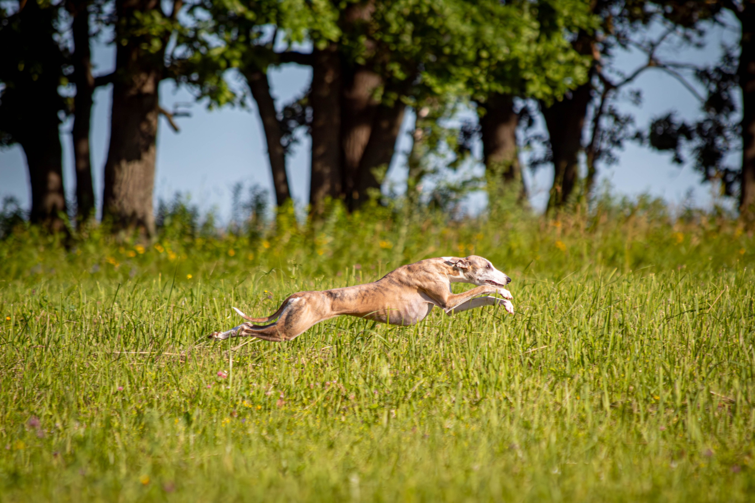 Курсинг. Фотограф анималист — Тула, Москва