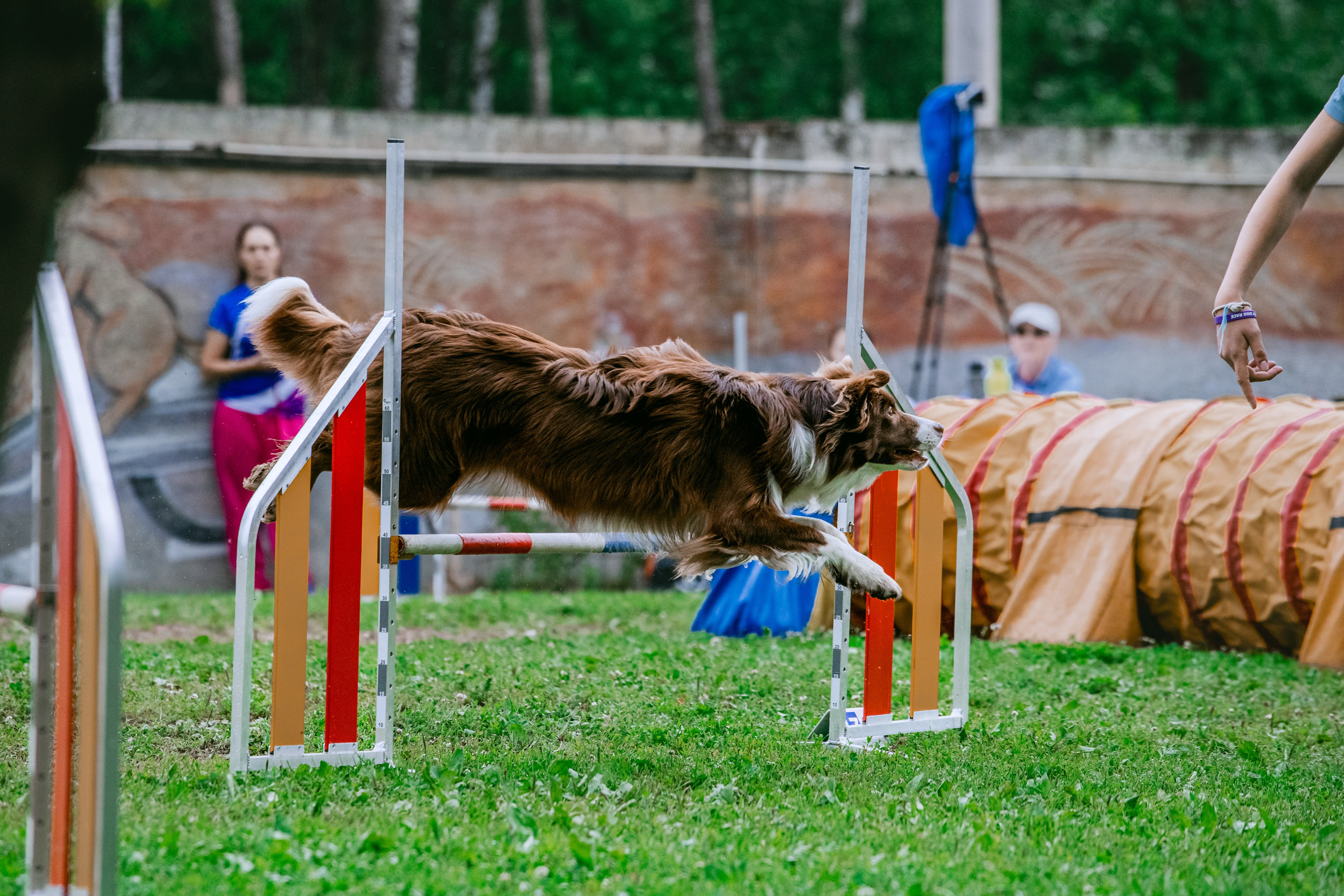 Соревнования по аджилити Долгопрудный 30.06.2025. Фотограф-анималист Татьяна Степанова