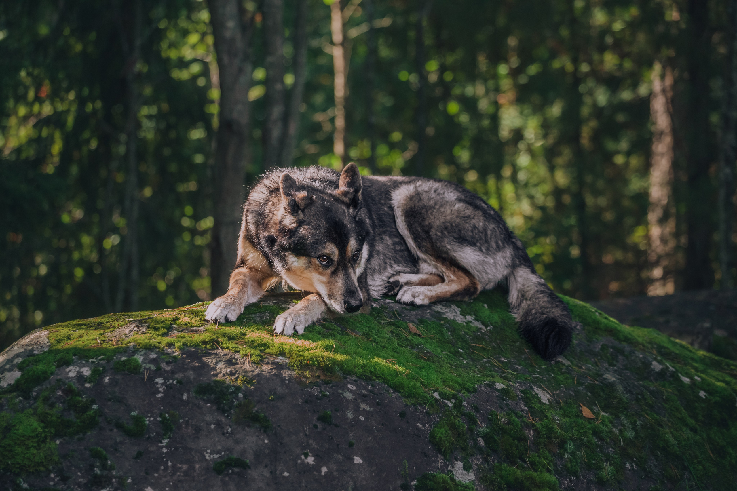 Фотопрогулка в Ленобласти. Фотограф-анималист Татьяна Степанова