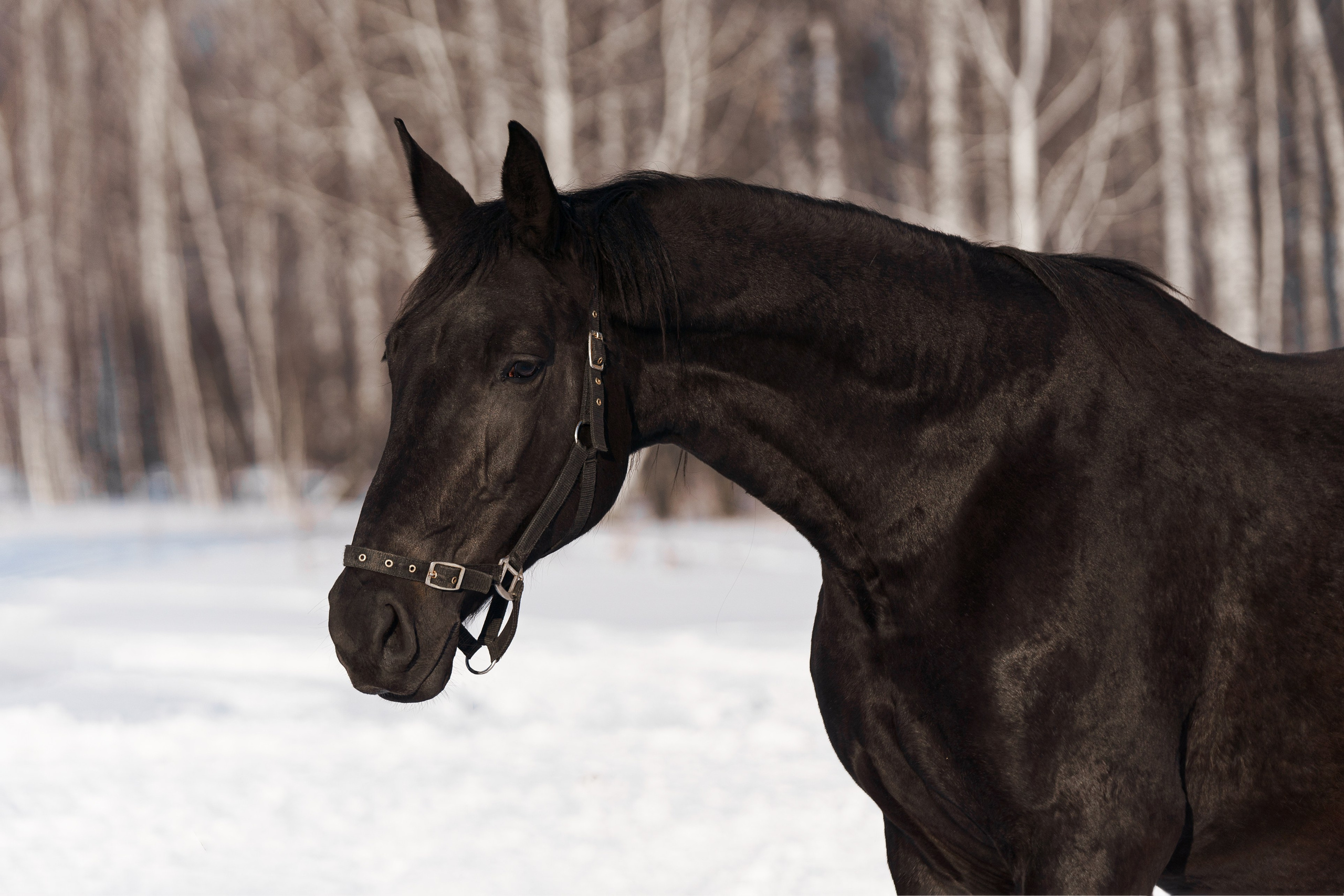 Хеппи Гуль. Главная