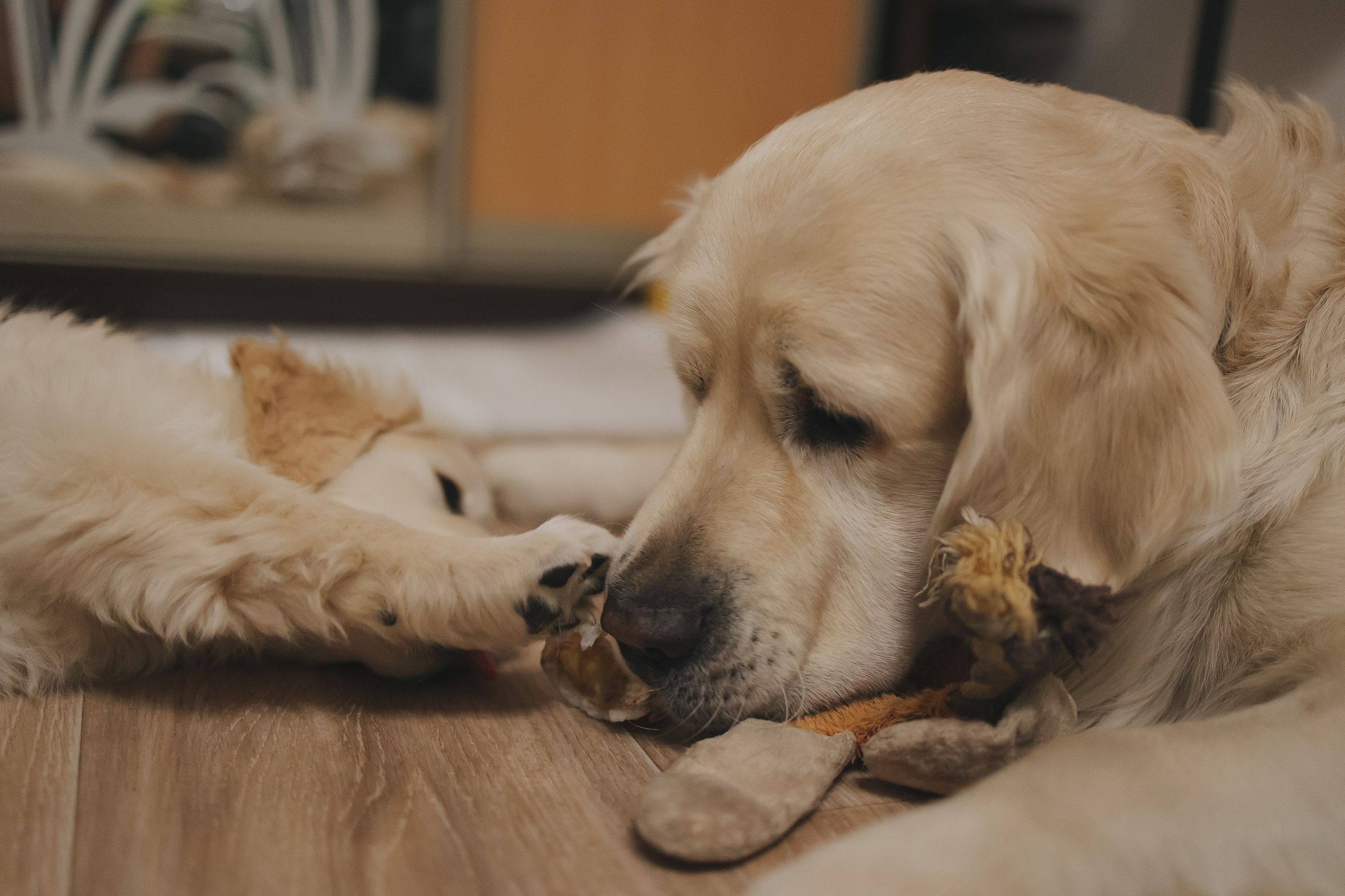 Снежик и Веста, НГ. Свадебный и женский фотограф