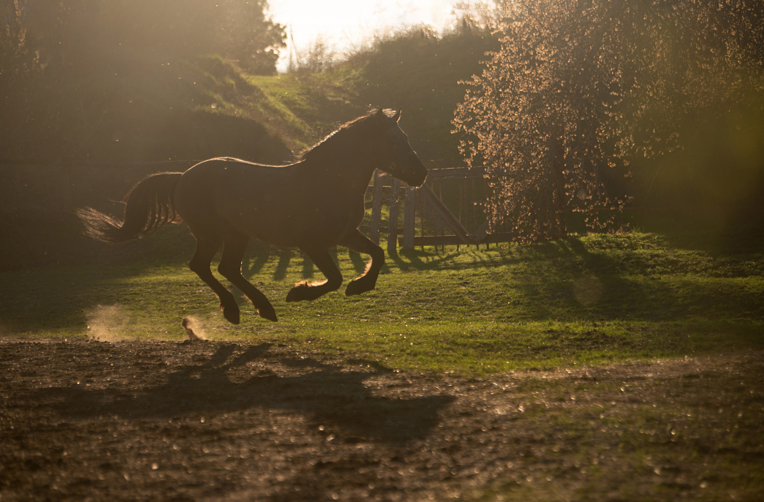 Вятка Исток. Конный фотограф в Саратове Юлия Иванова