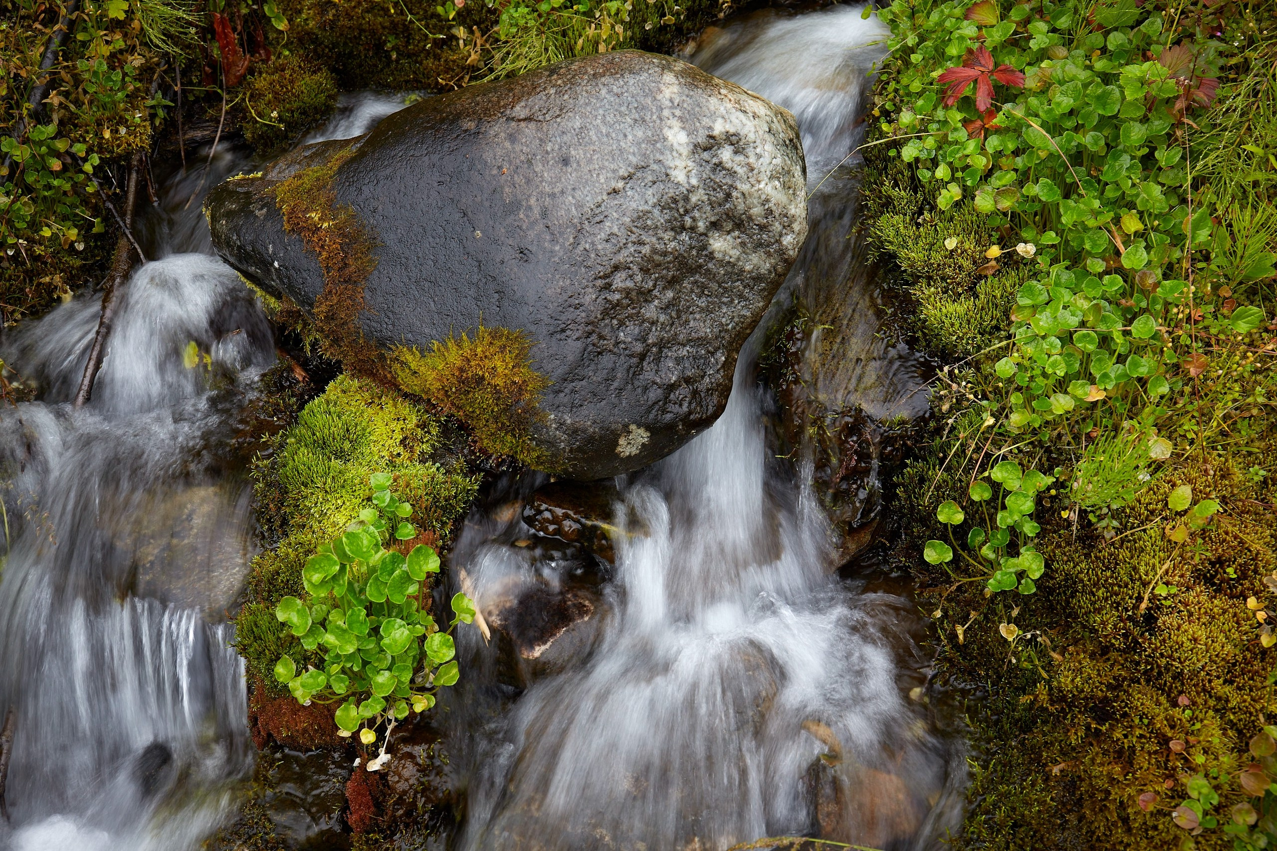 Фрагменты реальности. Природа. Фотообъединение Самарского областного отделения Союза журналистов России