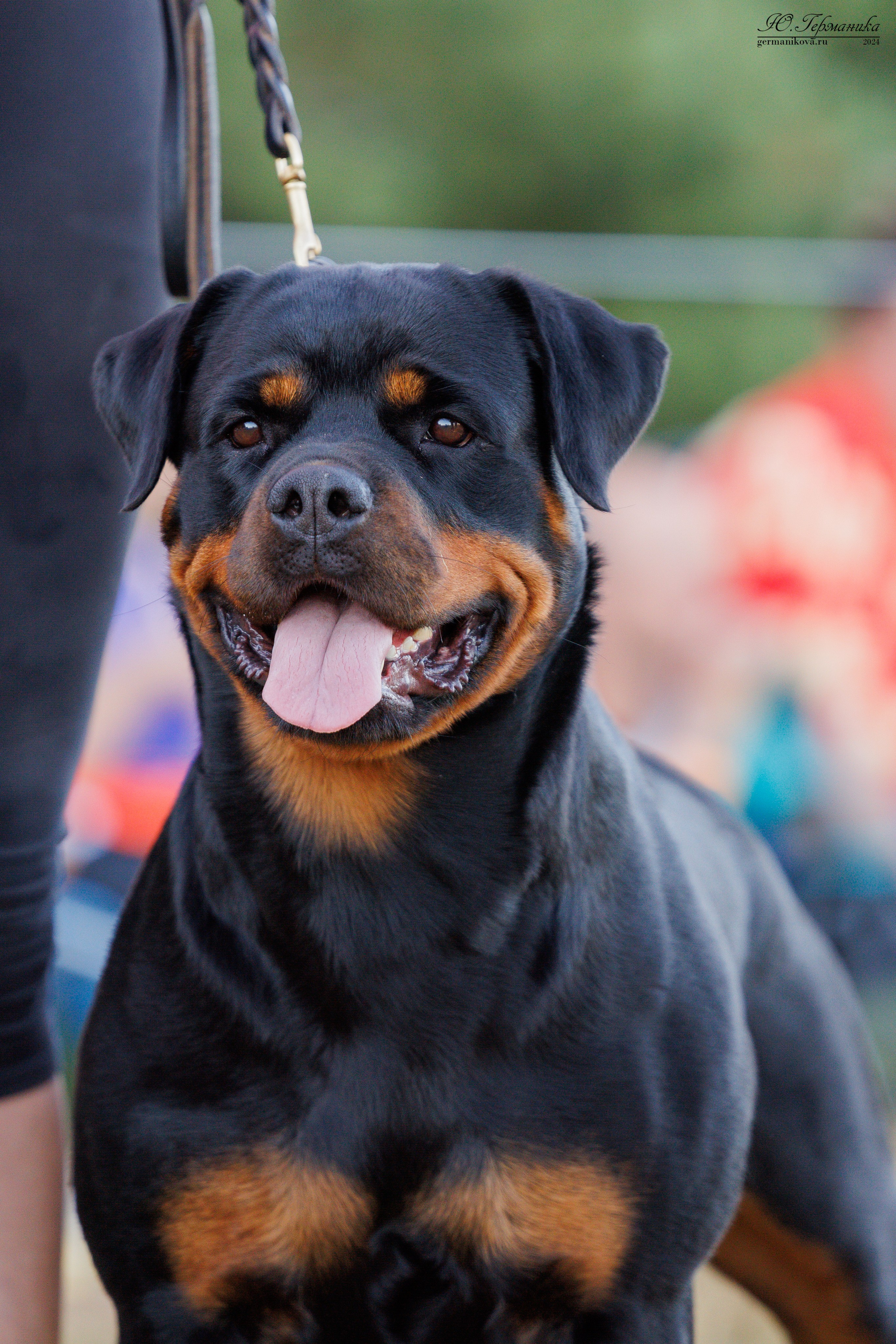ПК и КЧК ротвейлеры Тверь 6-7.07.2024. Фотограф-анималист Юлия Германика