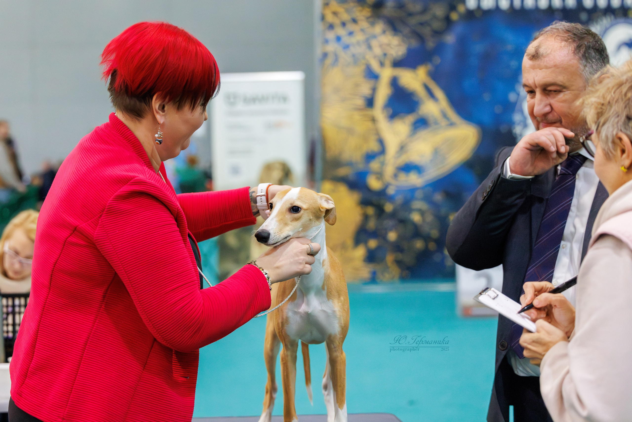 Питер ротвейлеры 18.01,Крокус 19.01.2025. Фотограф-анималист Юлия Германика