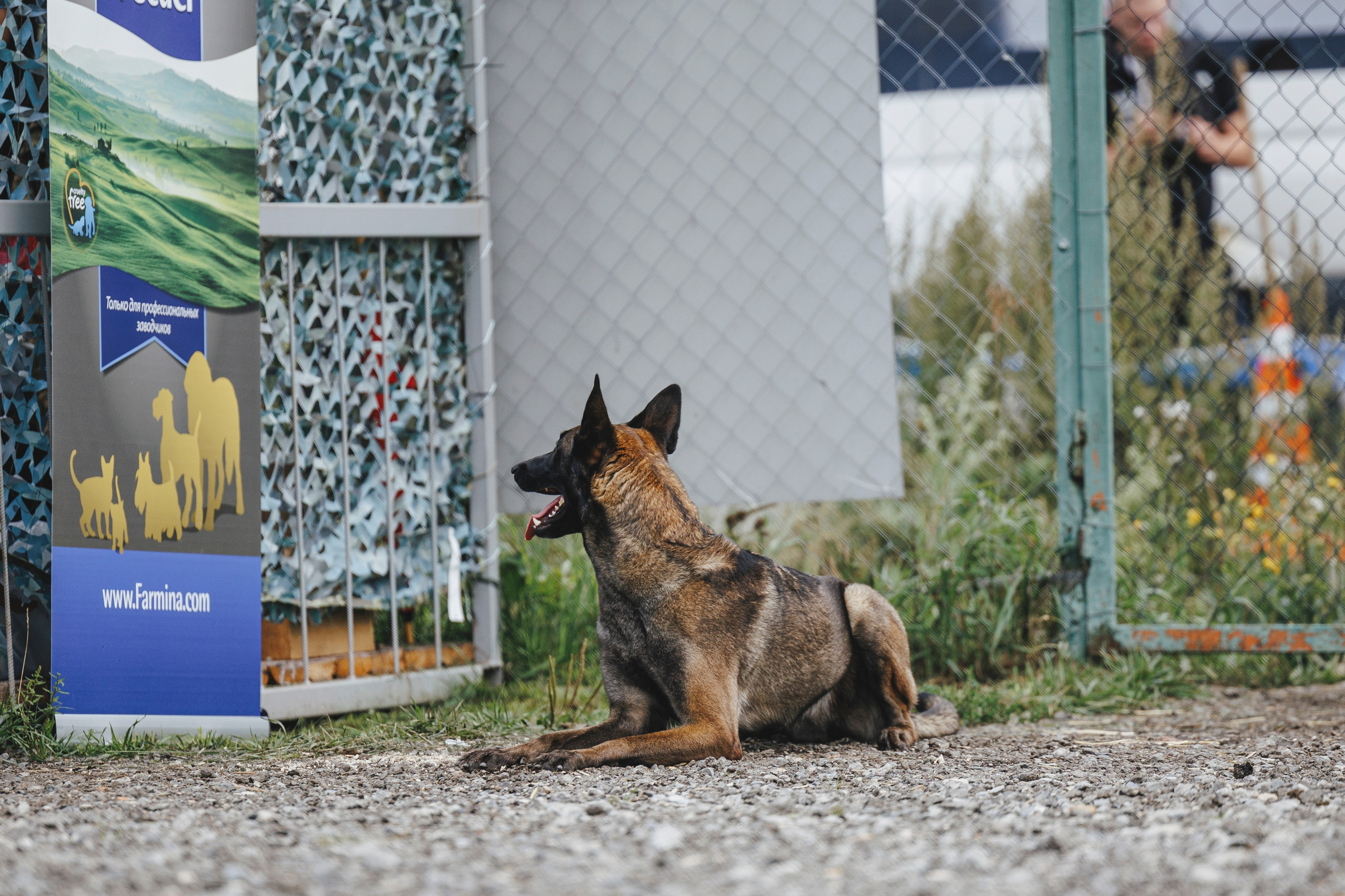08.08.25-10.08.25 ЧР по мондьорингу г. Вологда. Фотограф-анималист Анна Маринич