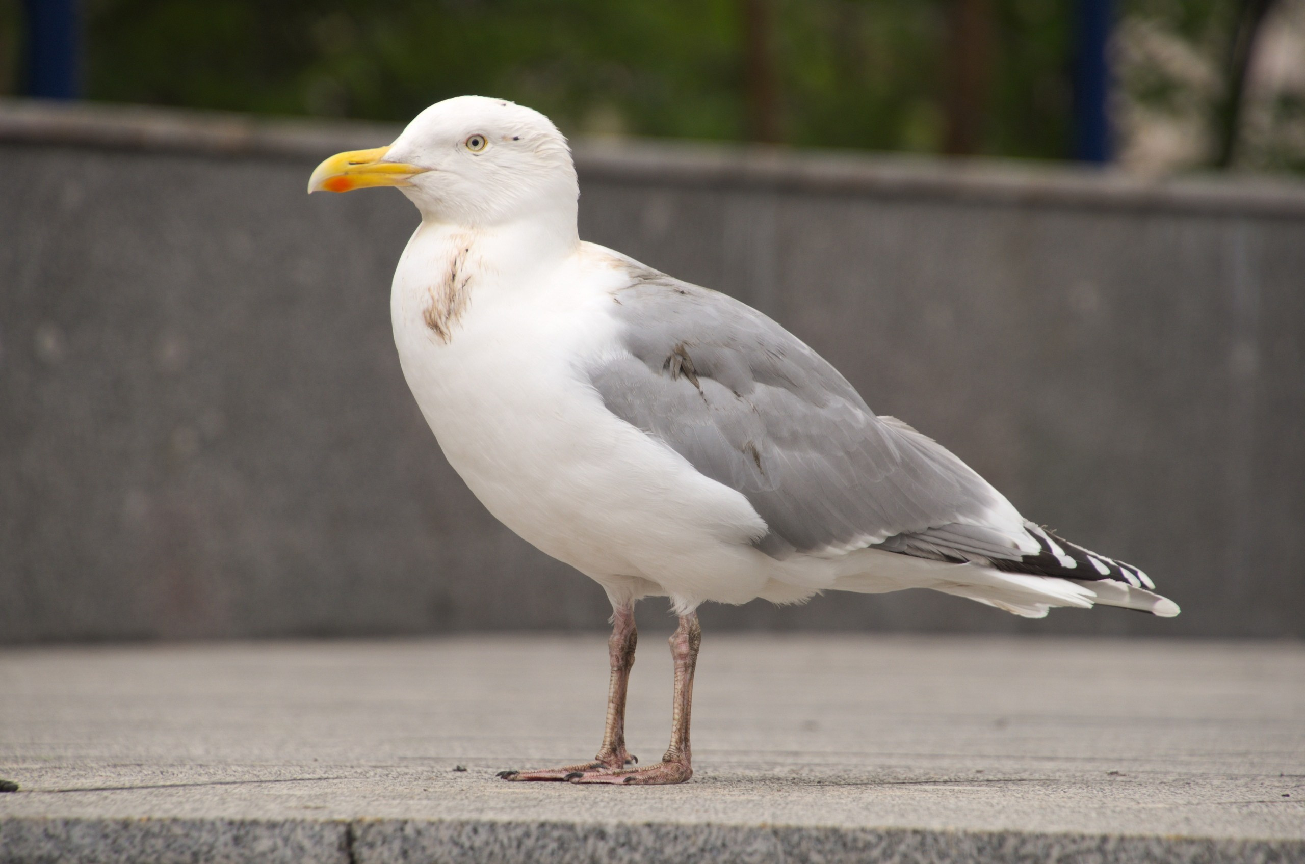 Мурманск | 22-23.06.2019. Галерея Фантим
