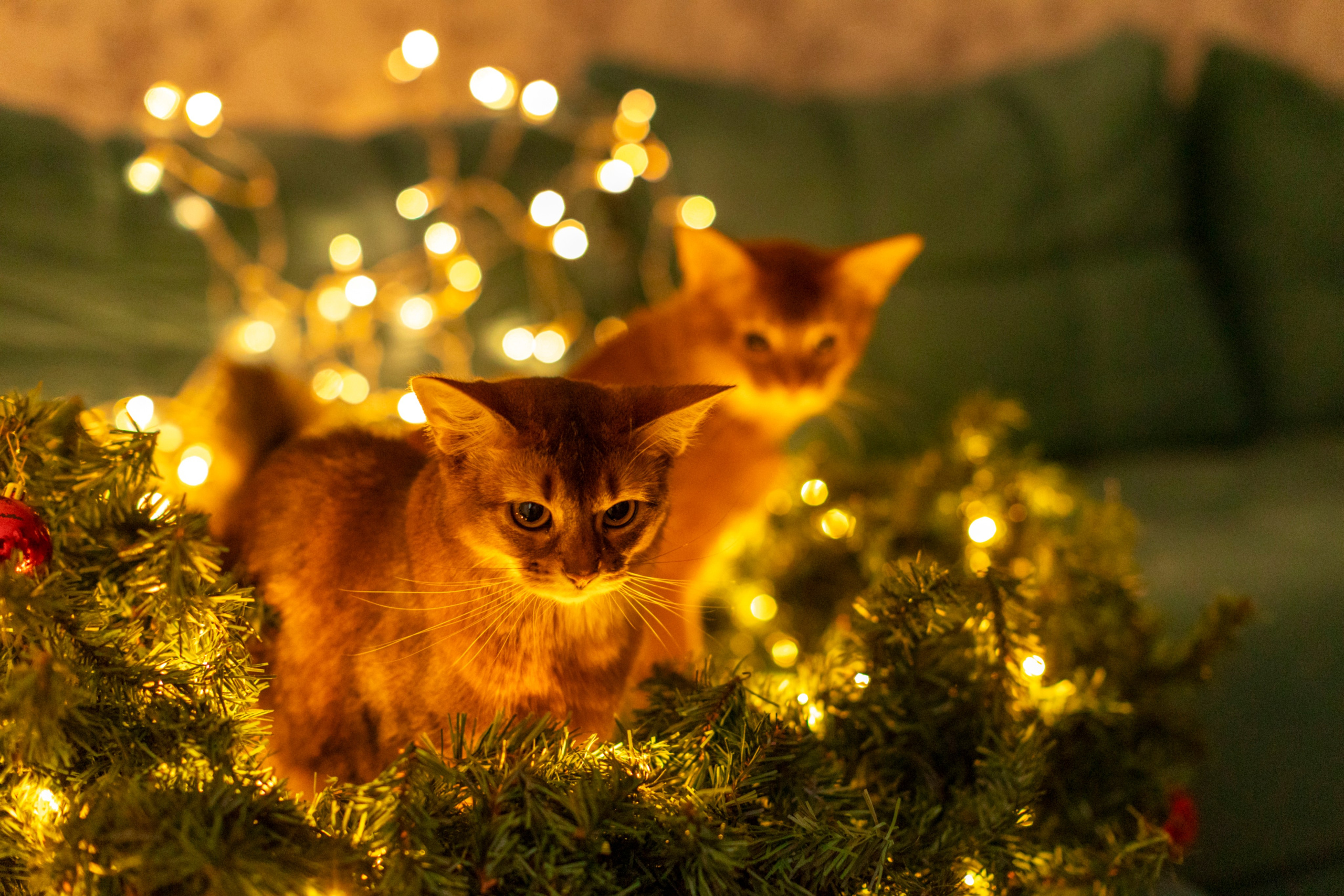 Сомали. Art my Pho