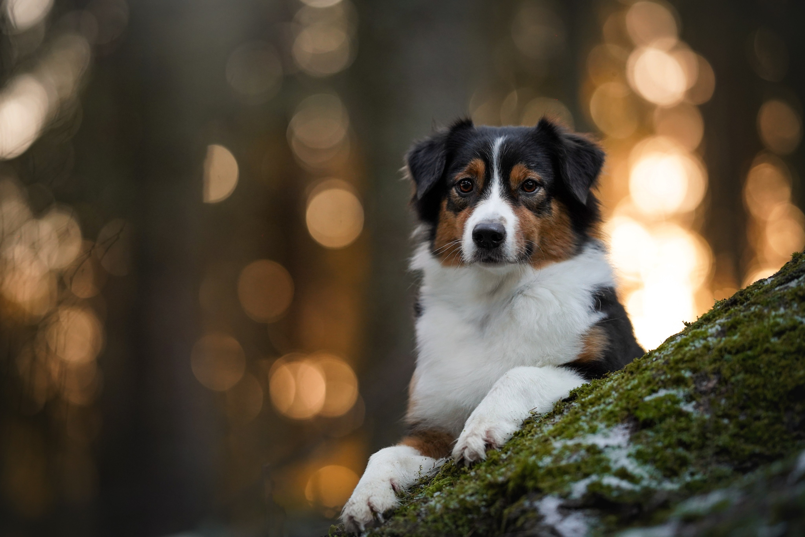 Бэст Айла и Панда. Фотограф-анималист в Санкт-Петербурге Яна Мартынова