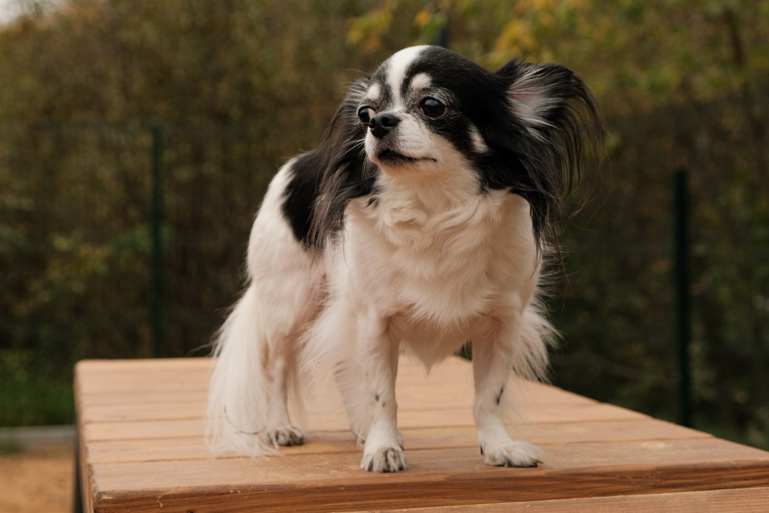 Осенний день. Фотограф в Москве | Екатерина Кондрашова